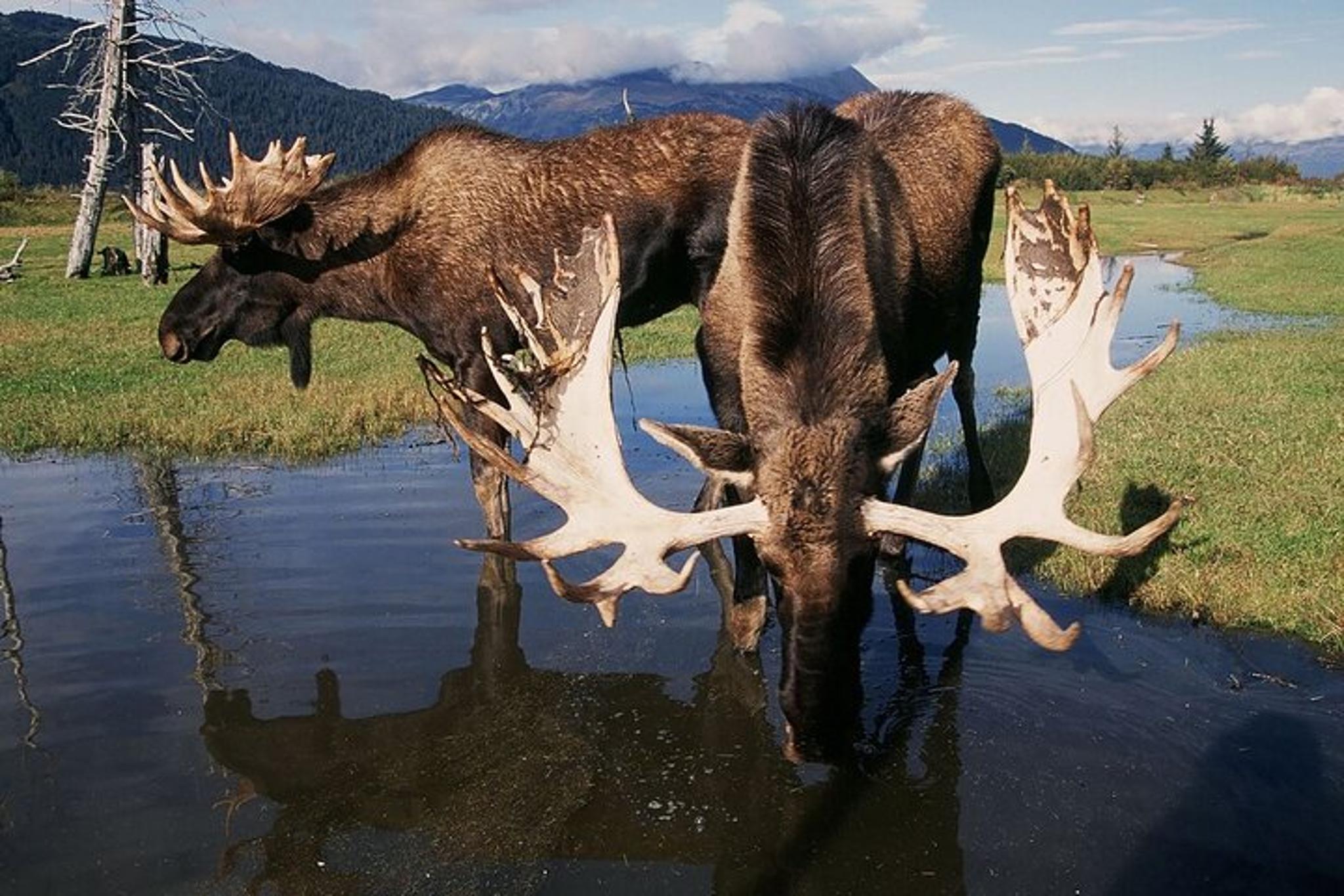 Anchorage Wildlife Adventure to Whittier - Image 6