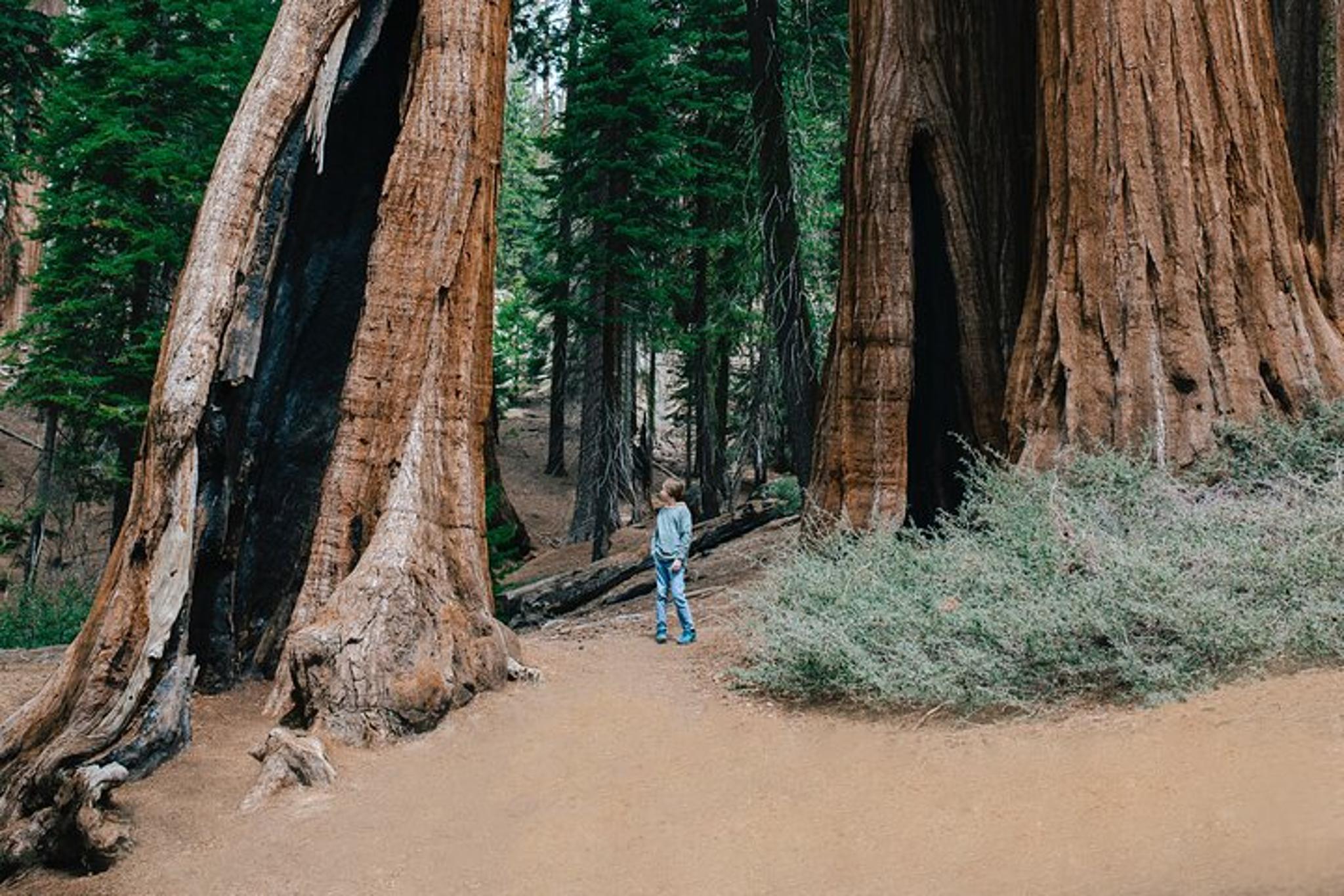 Sequoia Private Tour & Hike - Image 5