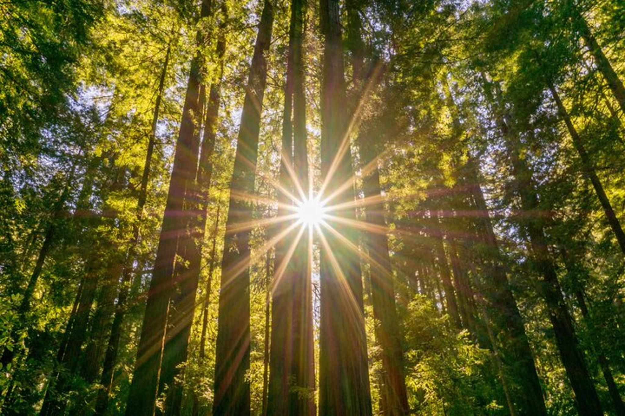 San Francisco Muir Woods and Sausalito Tour with Hop-On Hop-Off - Image 2