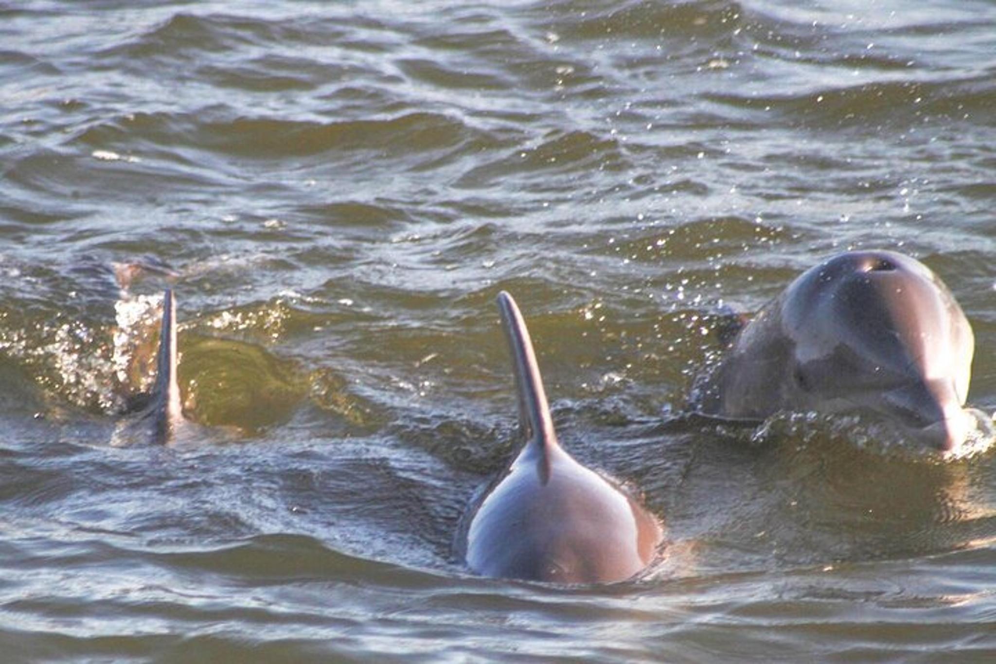 Orange Beach Dolphin and Nature Eco Tour 2 hr