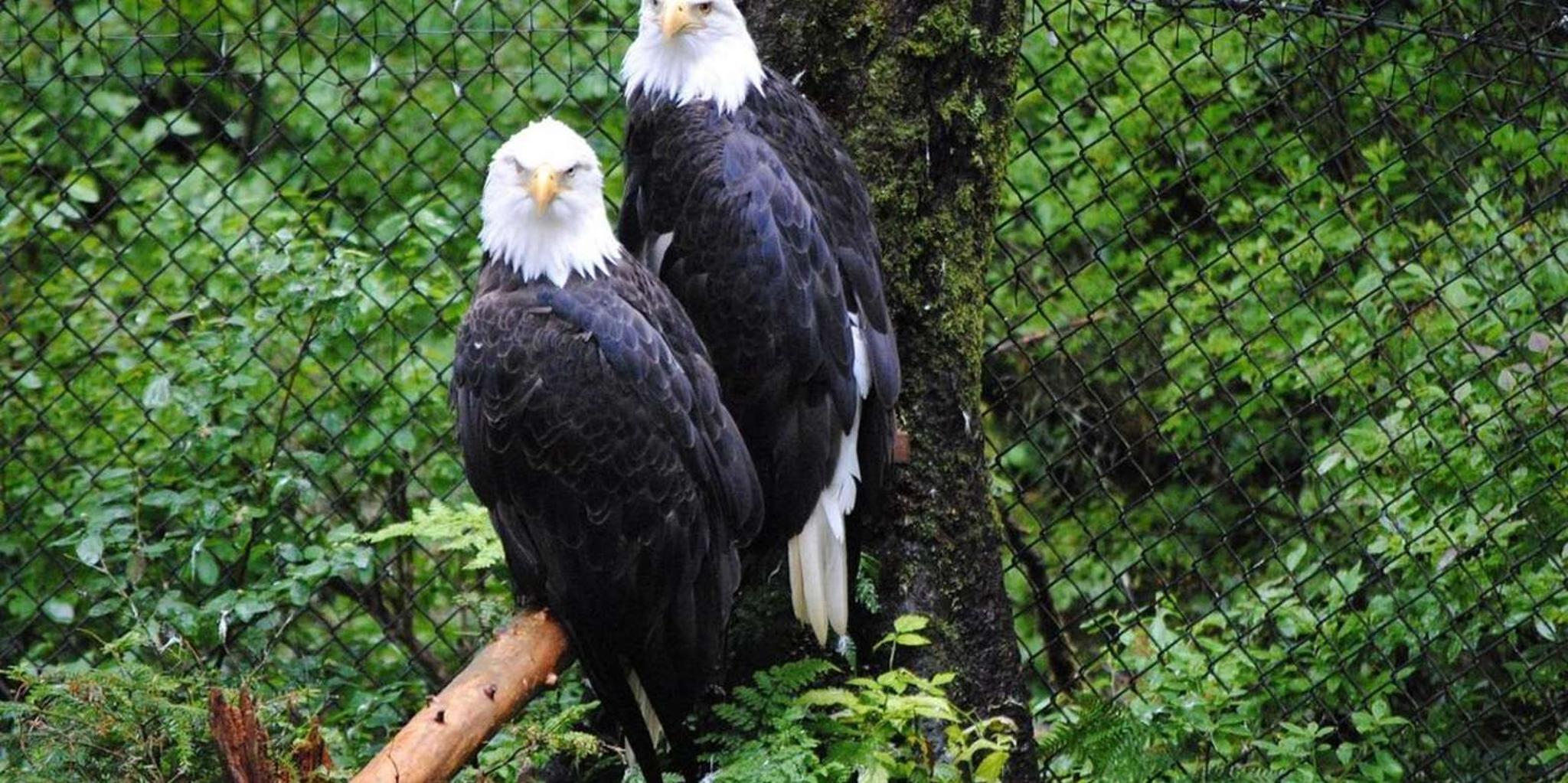 Sitka Alaska Raptor Center Admission - Image 3