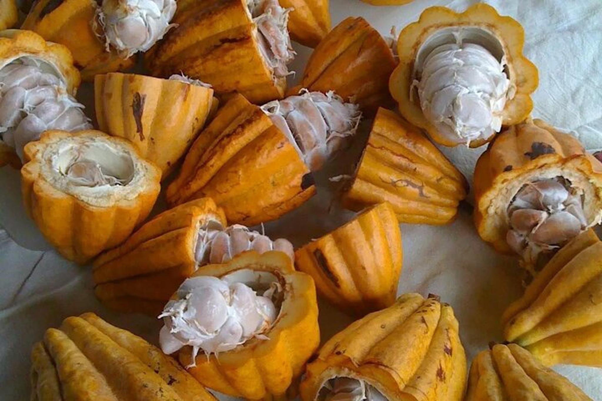 Princeville Botanical Gardens Tour and Chocolate Tasting - Image 2