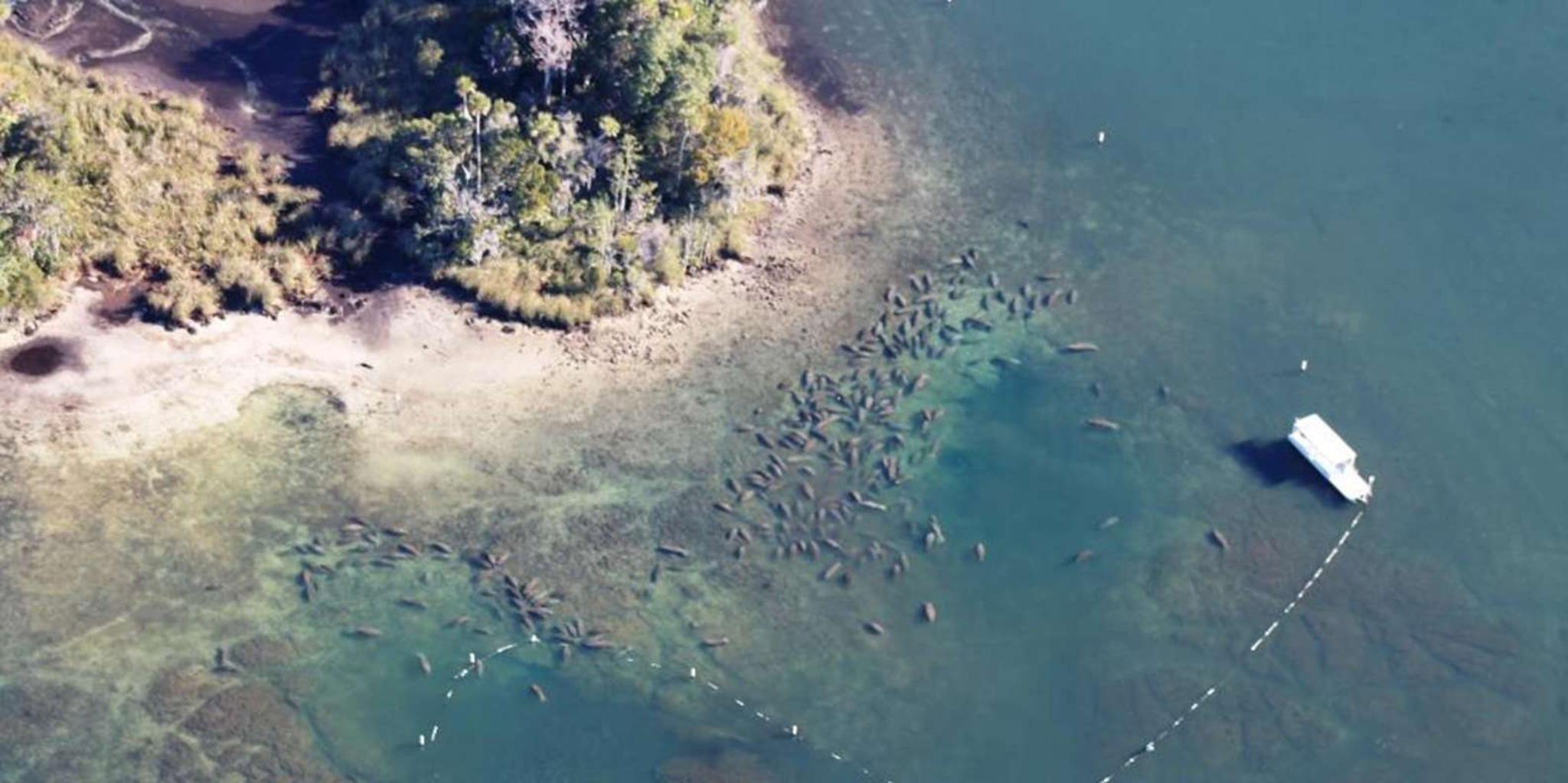 Crystal River Manatee Viewing Cruise 1.5 hr - Image 2