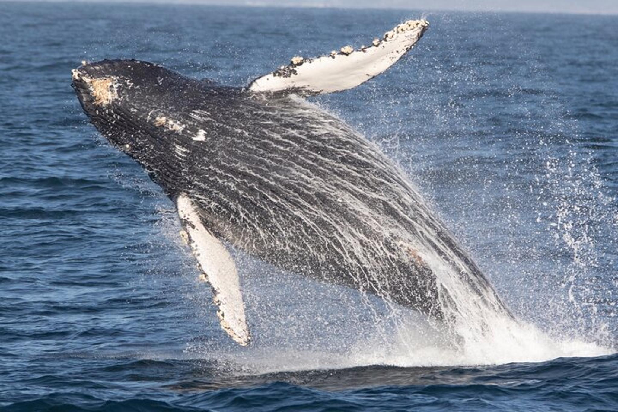 Monterey Whale Watching Tour - Image 3