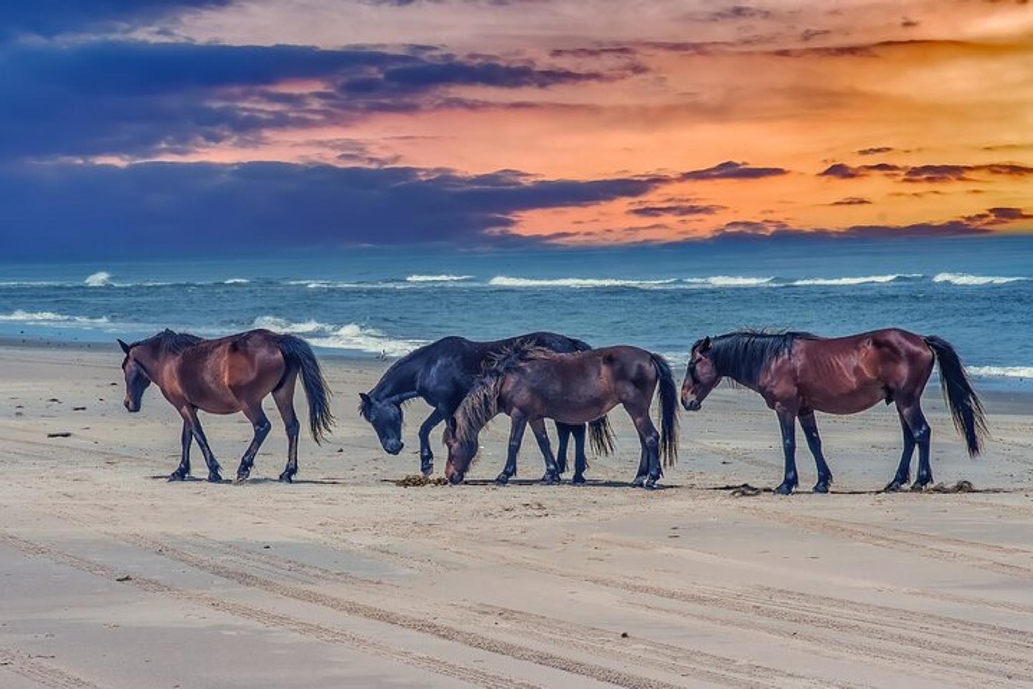 Carolina Dunes Self-Guided Audio Driving Tour