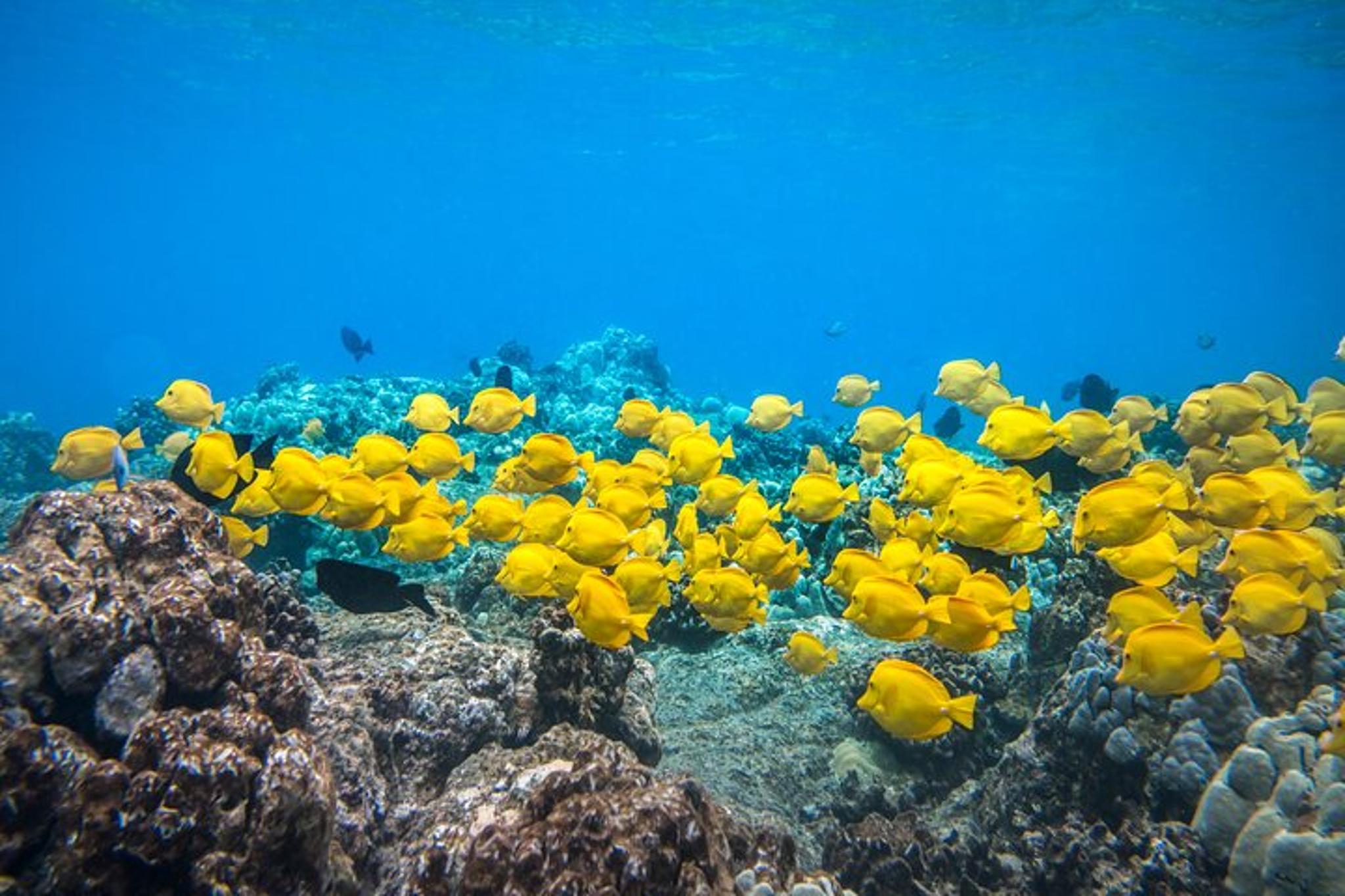 Kailua-Kona Snorkel Tour at Kealakekua Bay - Image 4