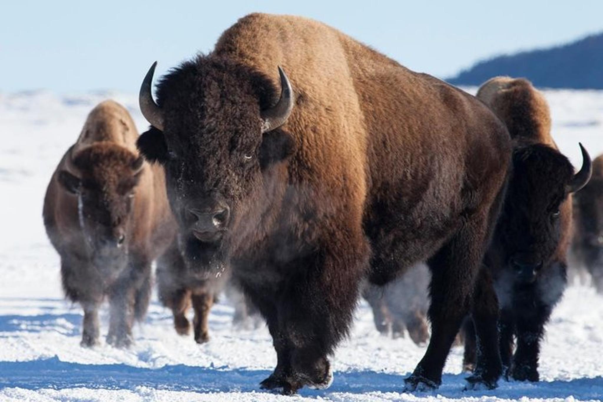 Jackson Hole Wildlife Safari Tour