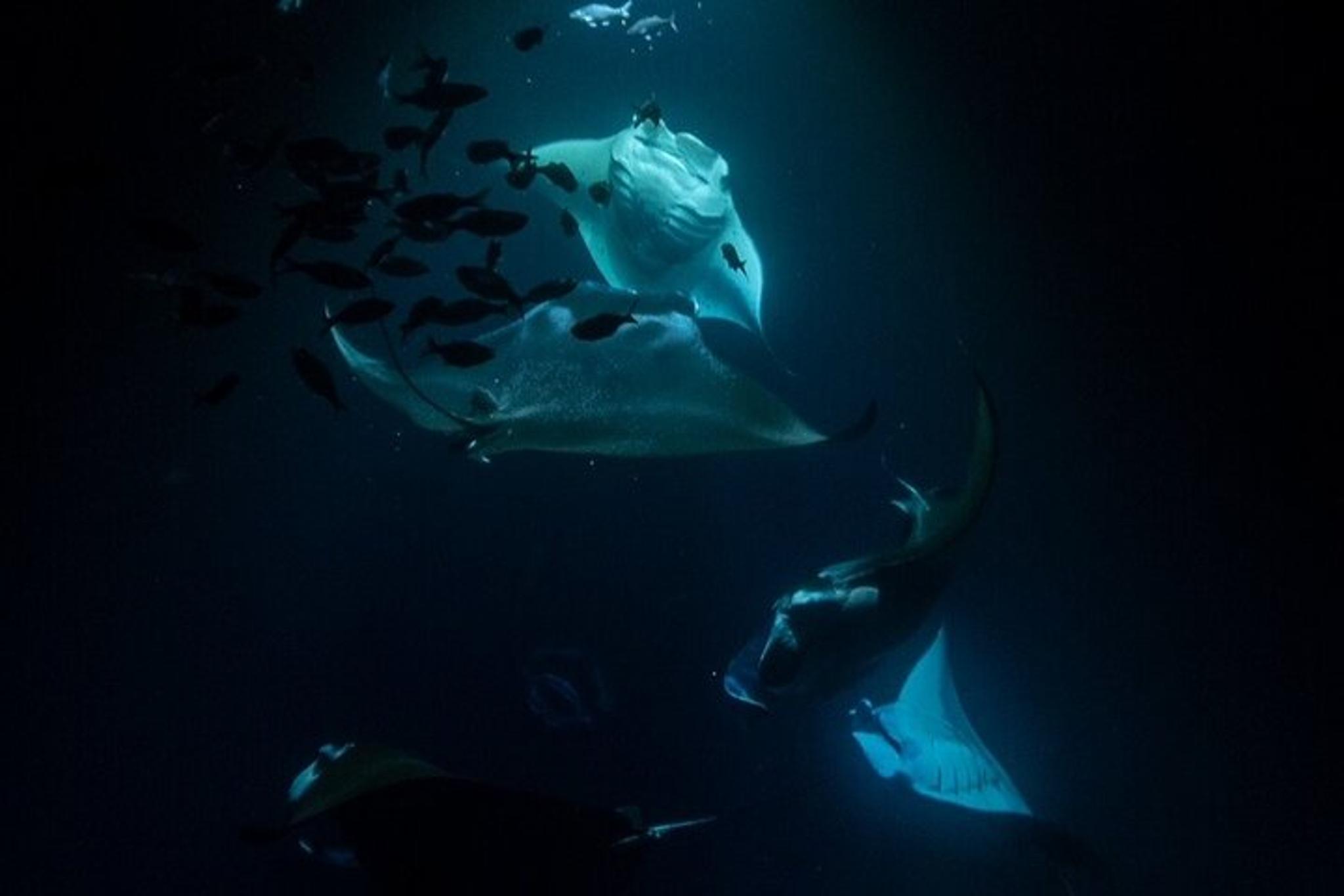 Hawaii Manta Ray Snorkel Experience 2 hr - Image 4