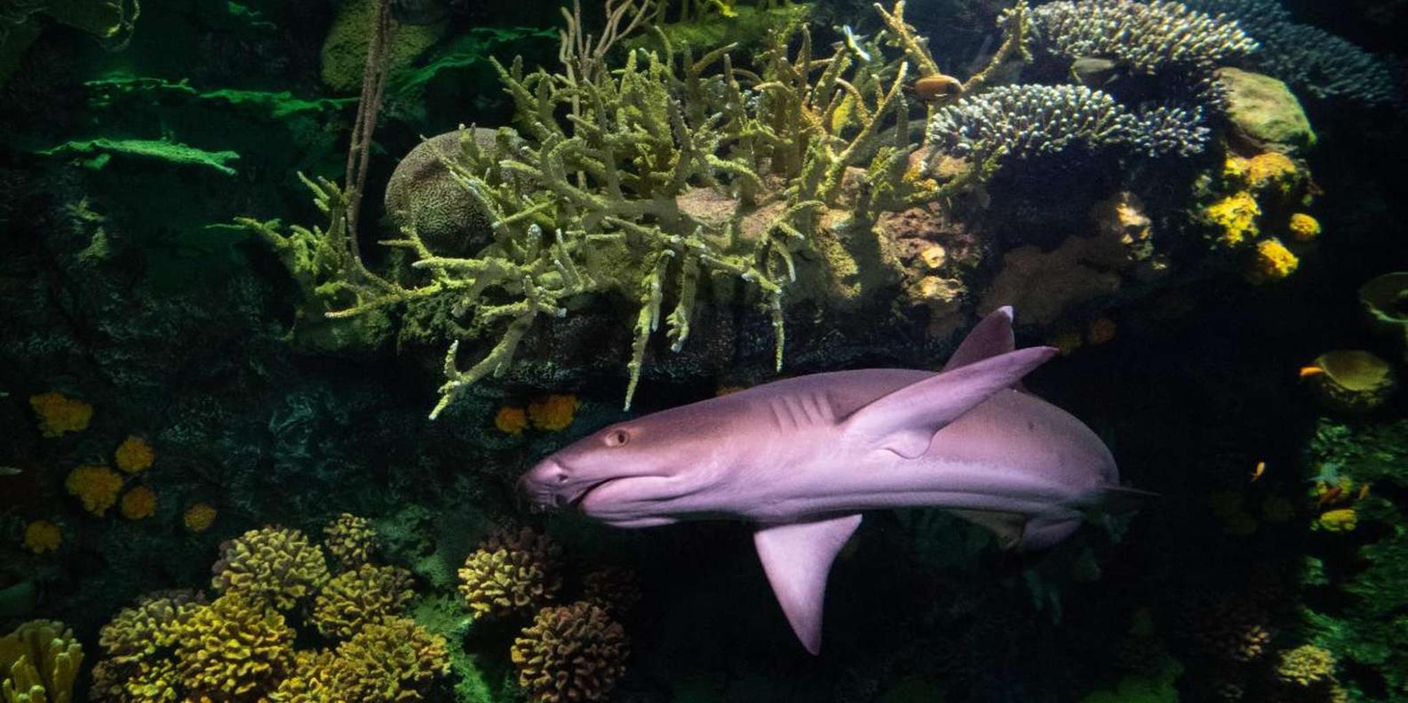 New York Aquarium Entry Ticket - Image 2