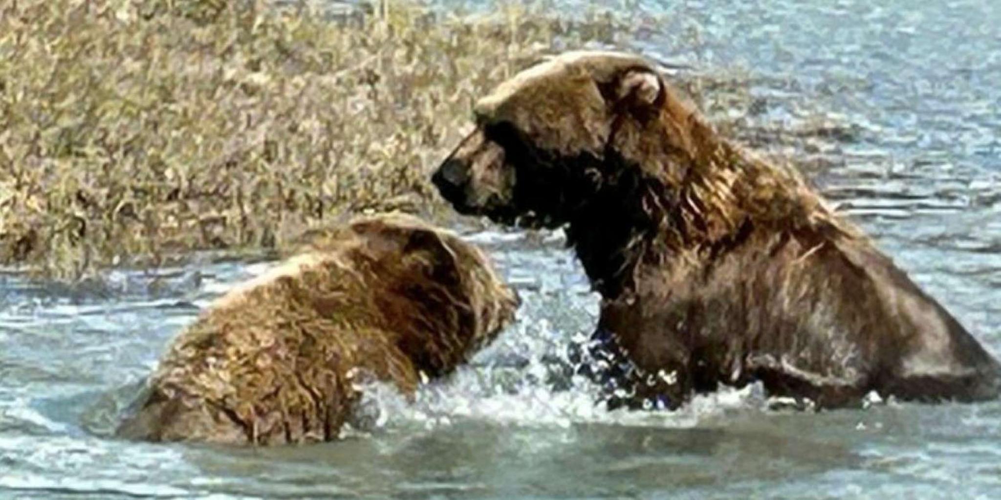 Anchorage Wildlife Conservation Center and Portage Valley Tour