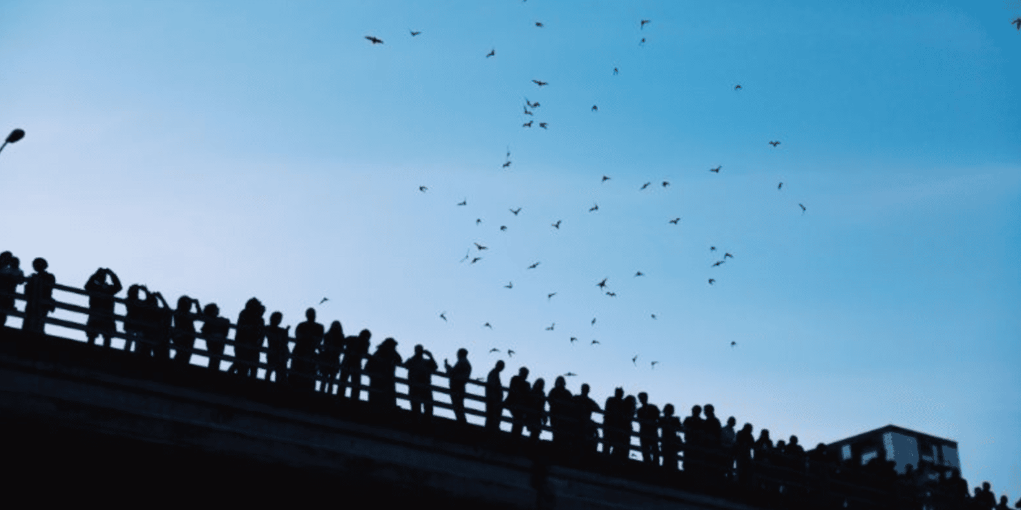 Austin Boat Cruise with Bat Watching at Sunset - Image 2