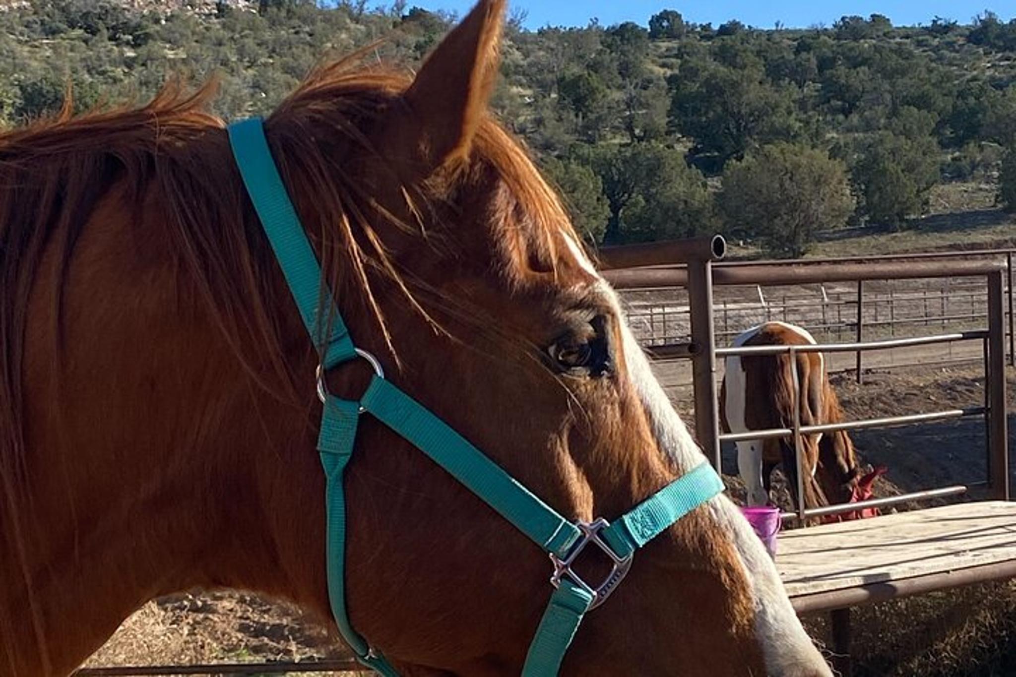 Grand Canyon ATV and Horseback Riding Tour - Image 6