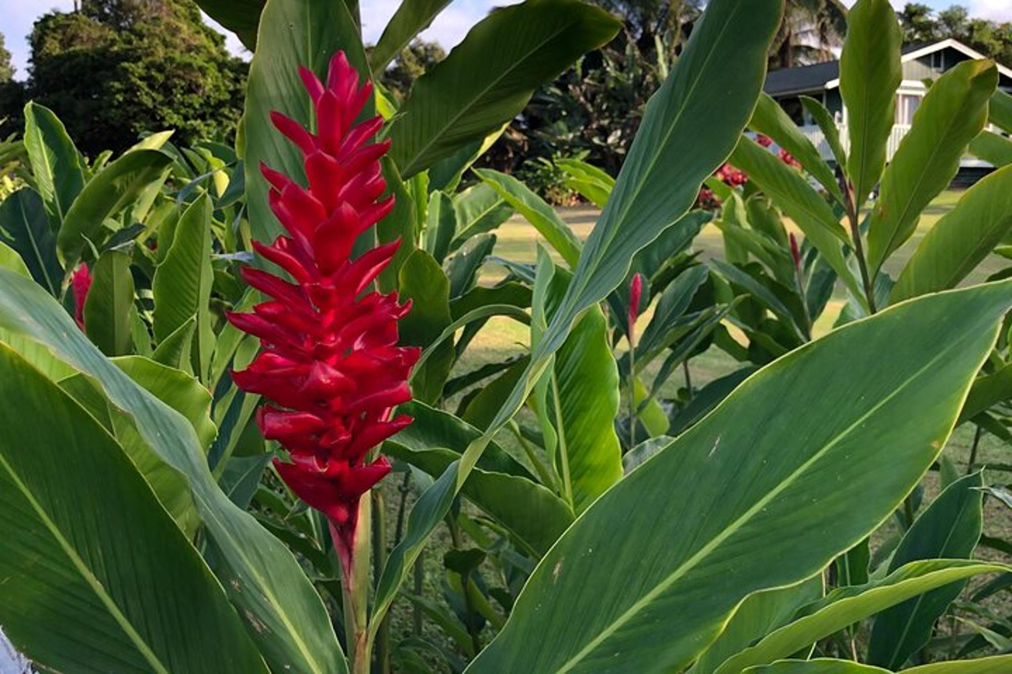 Maui Road to Hana Reverse Tour - Image 6