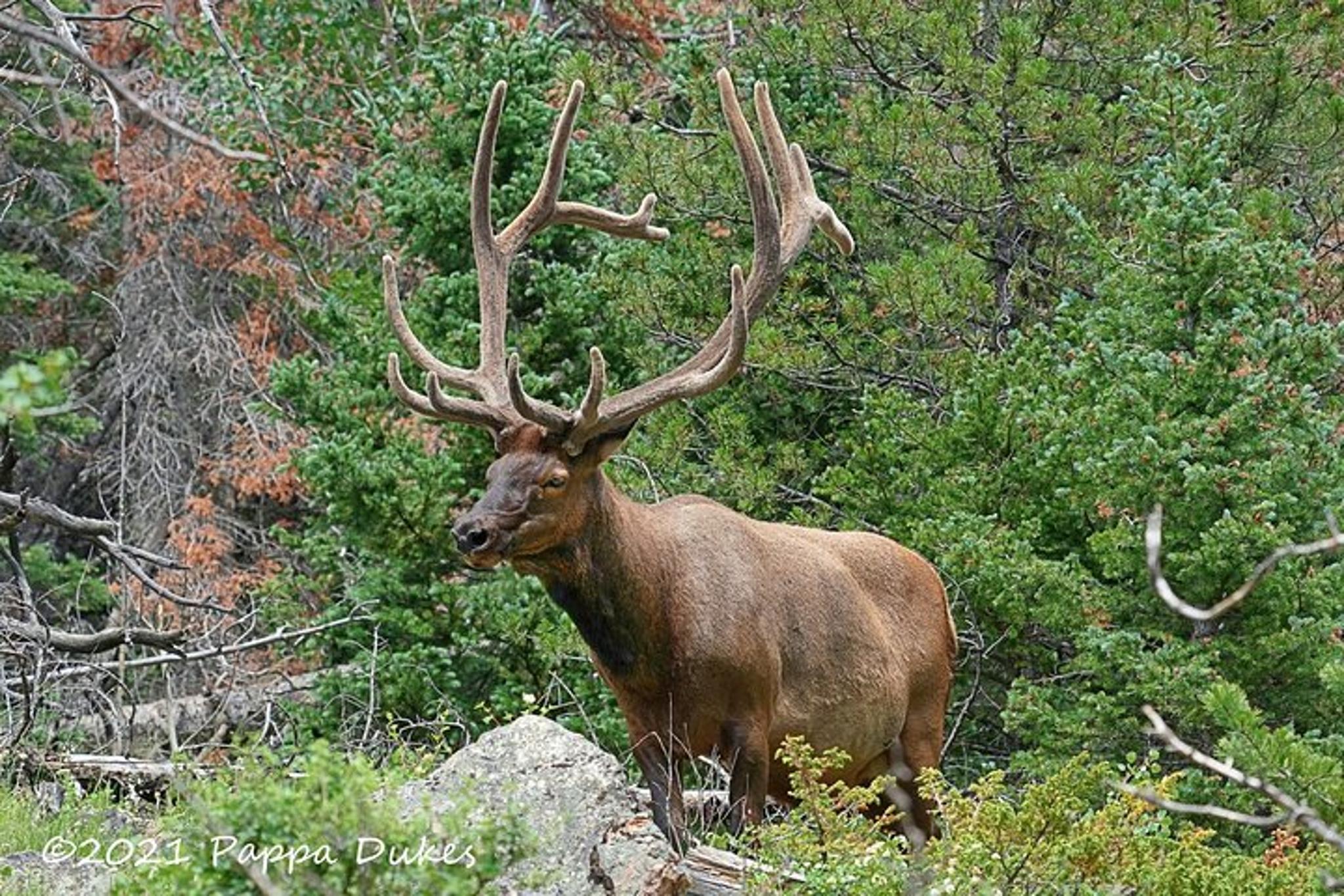 Estes Park Elk Watching 4x4 Tour - Image 2