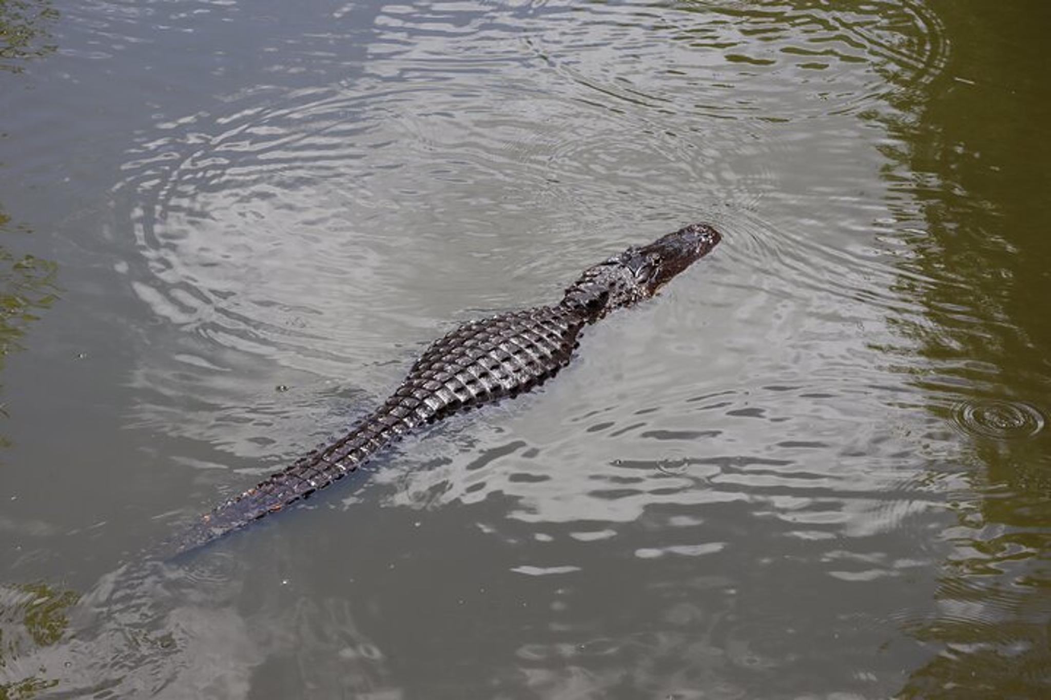 Cape Coral Dolphin Boat Tour - Image 6