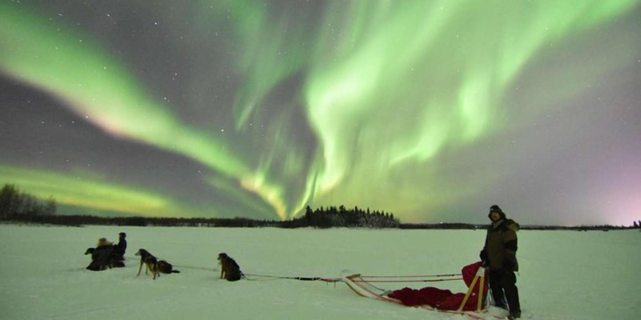 North Pole Dog Sledding Experience - Image 3
