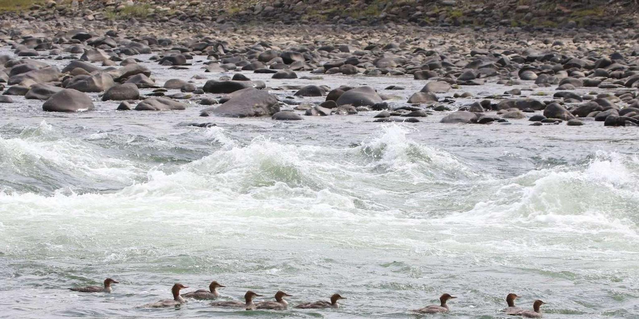 Gardiner Yellowstone River Rafting Adventure - Image 6