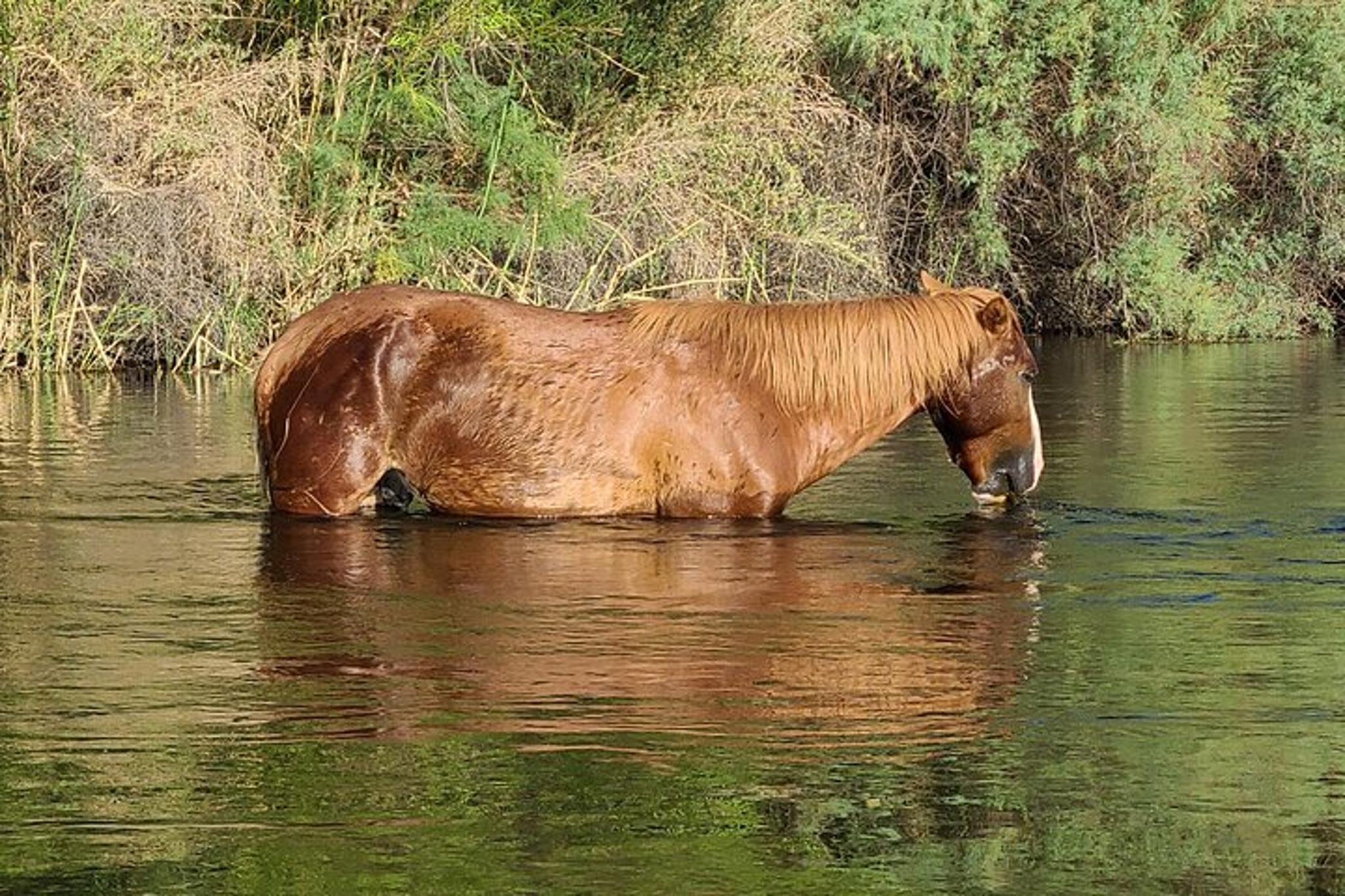 Phoenix Paddle Board Trip on the Lower Salt River - Image 4