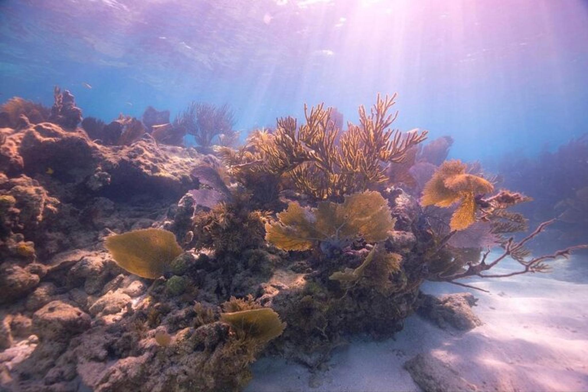 Key Largo Shallow Scuba Diving Trip - Image 3