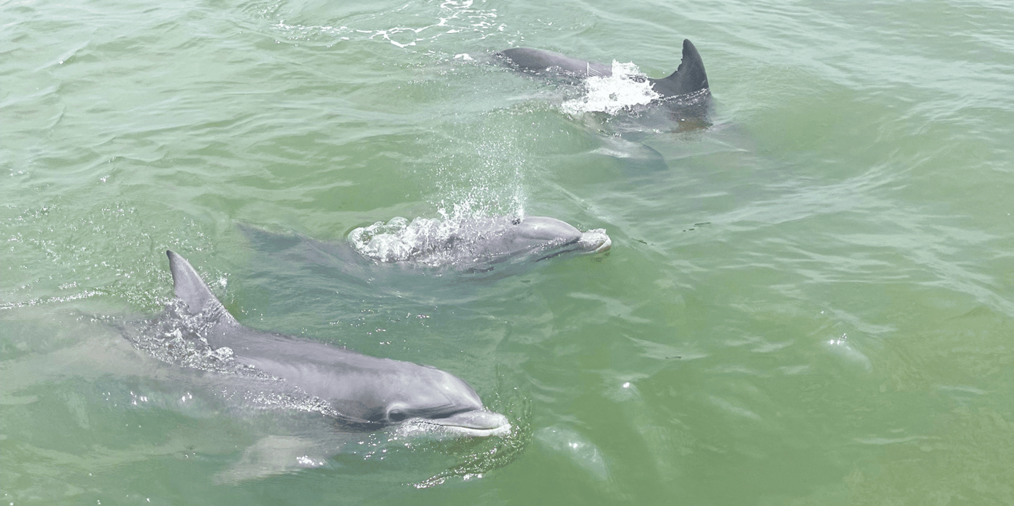Hilton Head Island Ocean Dolphin Cruise - Image 5