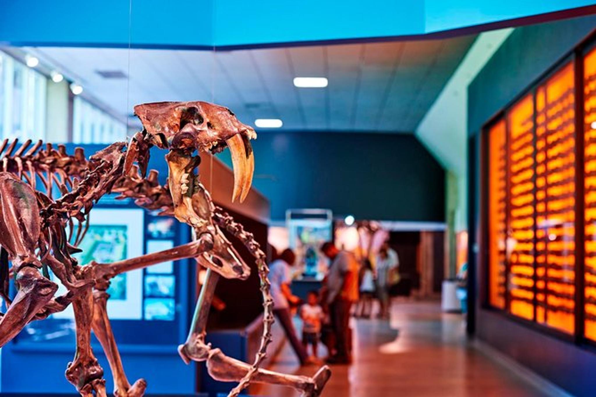 Los Angeles La Brea Tar Pits Excavator Tour 2 hr - Image 3