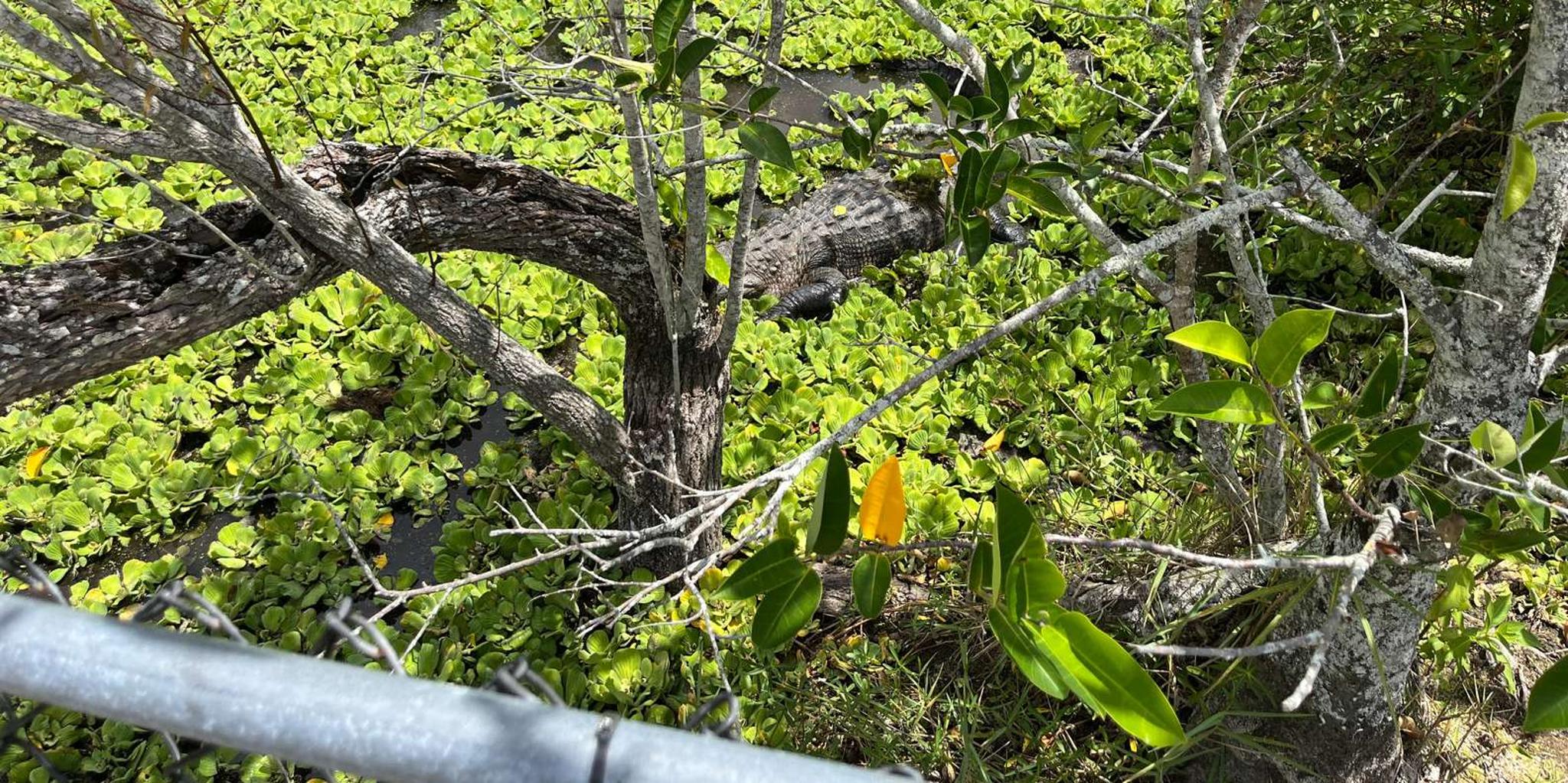 Miami Everglades Small-Group Tour in French 4 hr - Image 3