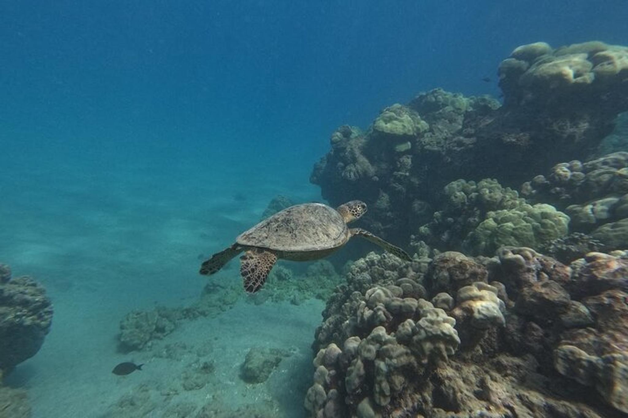 Honolulu Snorkeling Tour with Transportation - Image 5