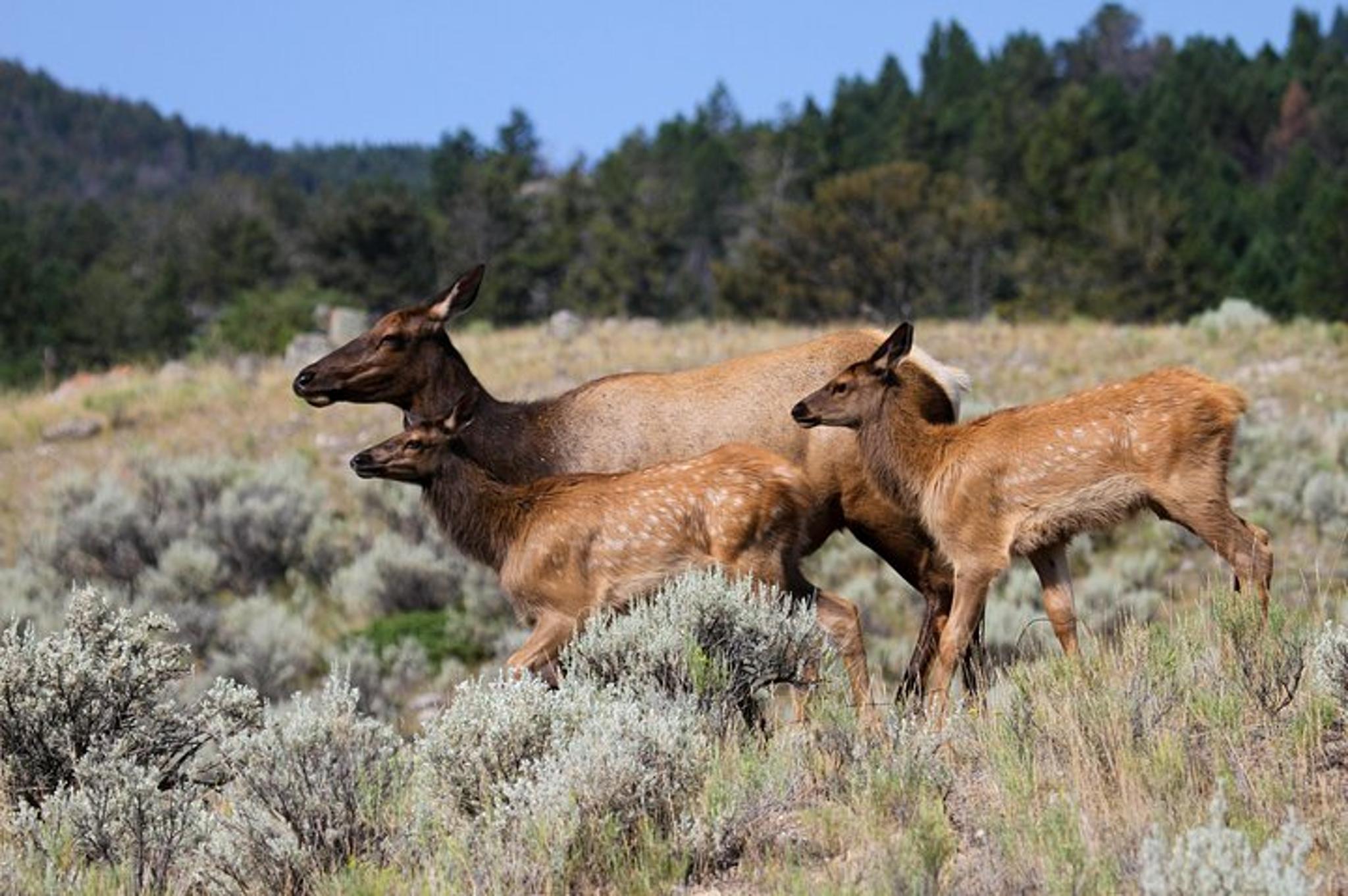 Yellowstone Upper Loop Tour with Lunch - Image 5