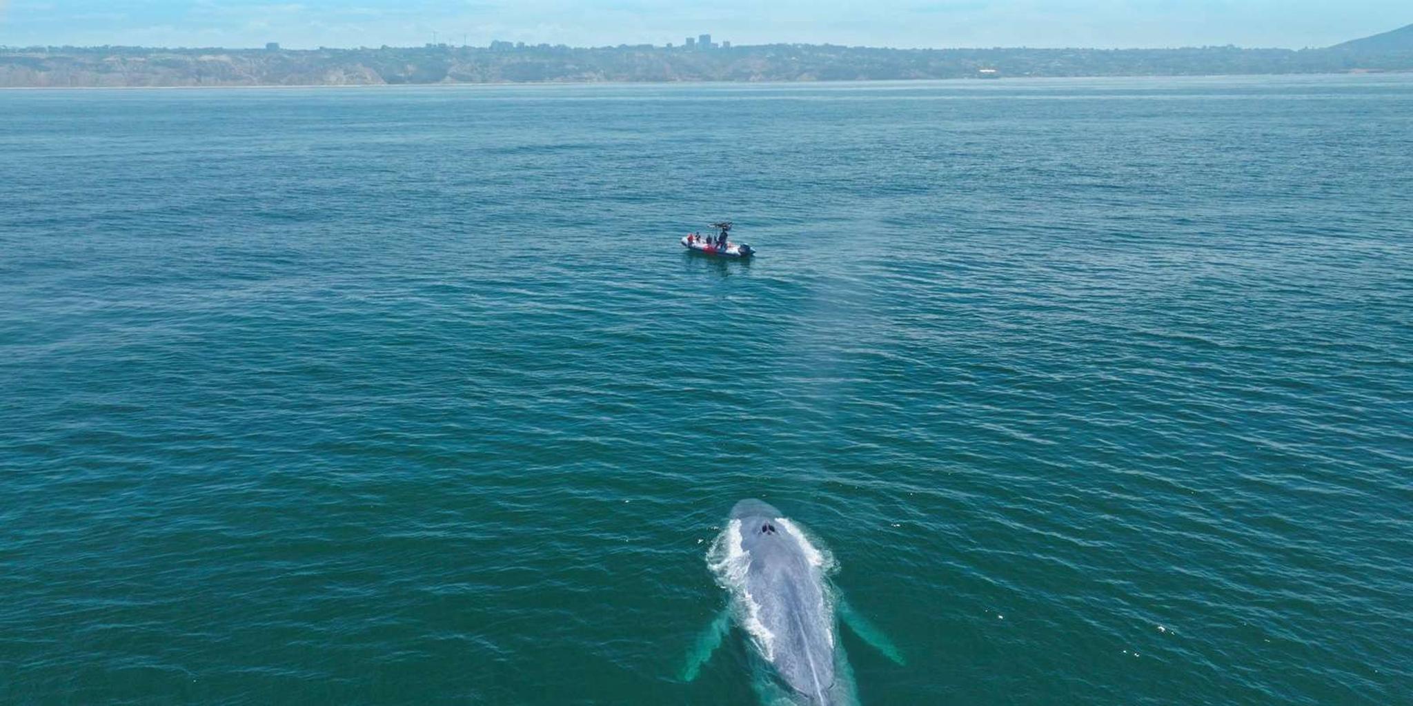 San Diego Whale and Dolphin Watching Speedboat Tour - Image 4