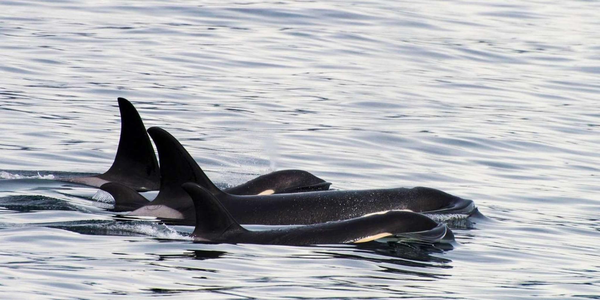 Seward Orca Quest Cruise in Resurrection Bay 4 hr - Image 3