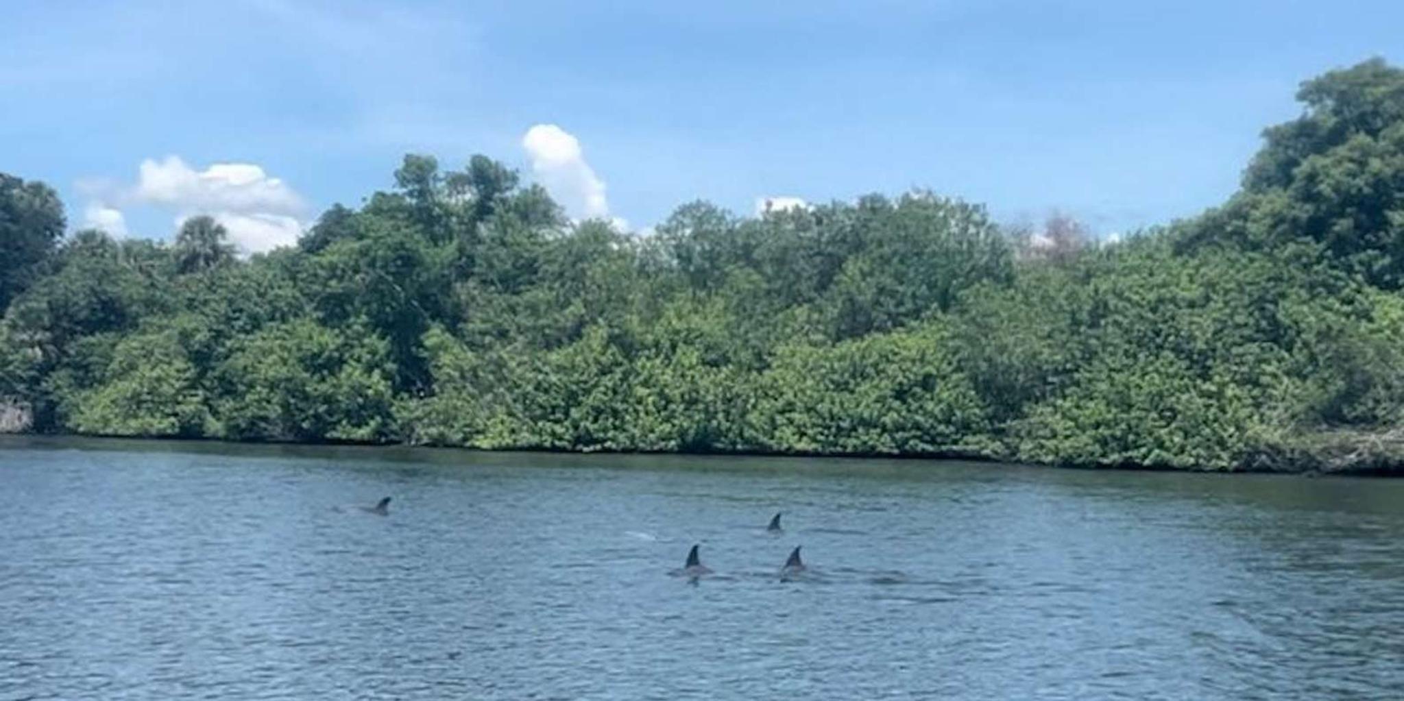 Cocoa Beach Dolphin and Manatee Kayak Tour - Image 3
