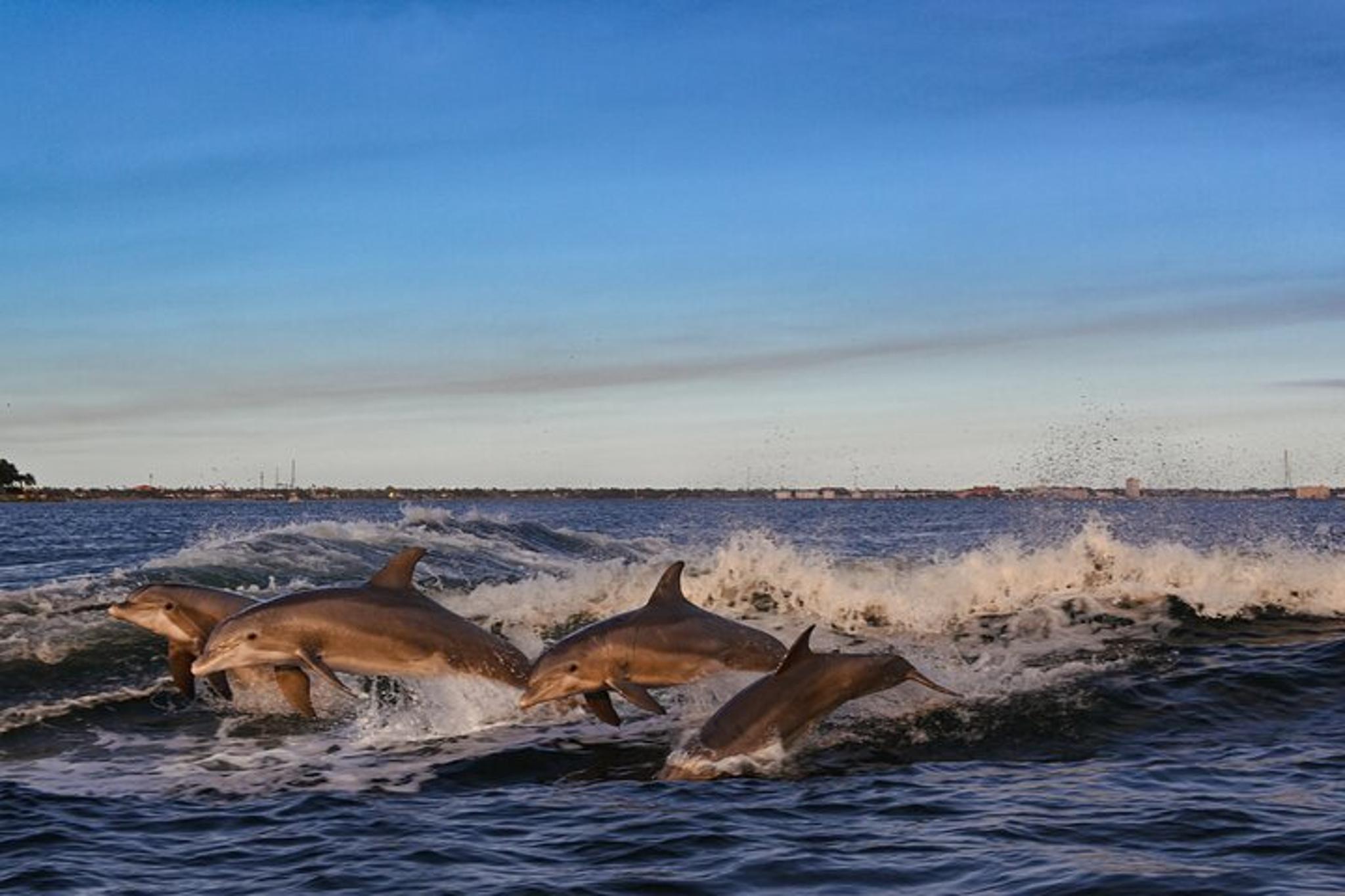Shell Island Boat Tour with Dolphins and Snorkeling - Image 3