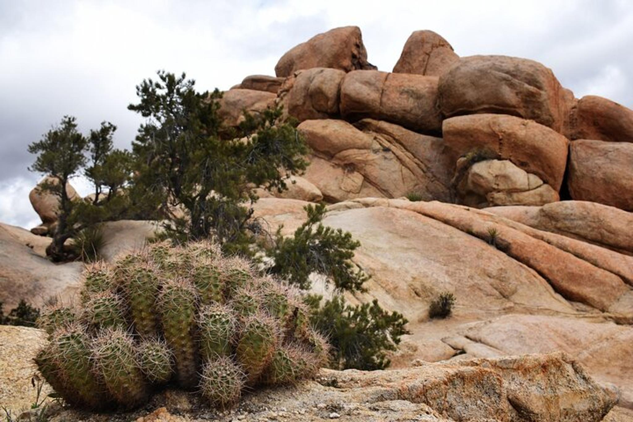 Joshua Tree Hidden Valley Self-Guided Walking Tour - Image 5