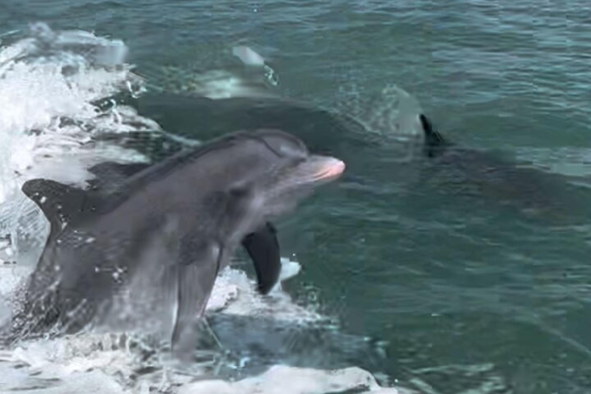 Marco Island Wild Dolphin Tour - Image 6