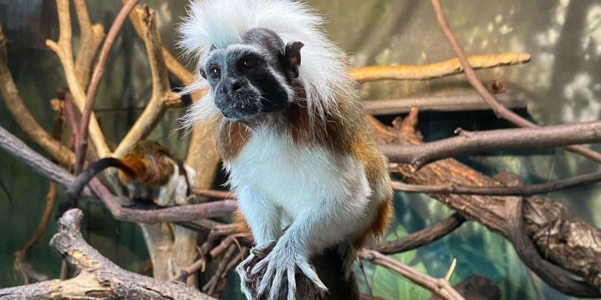 New York Central Park Zoo Tour with Hotel Pickup - Image 3