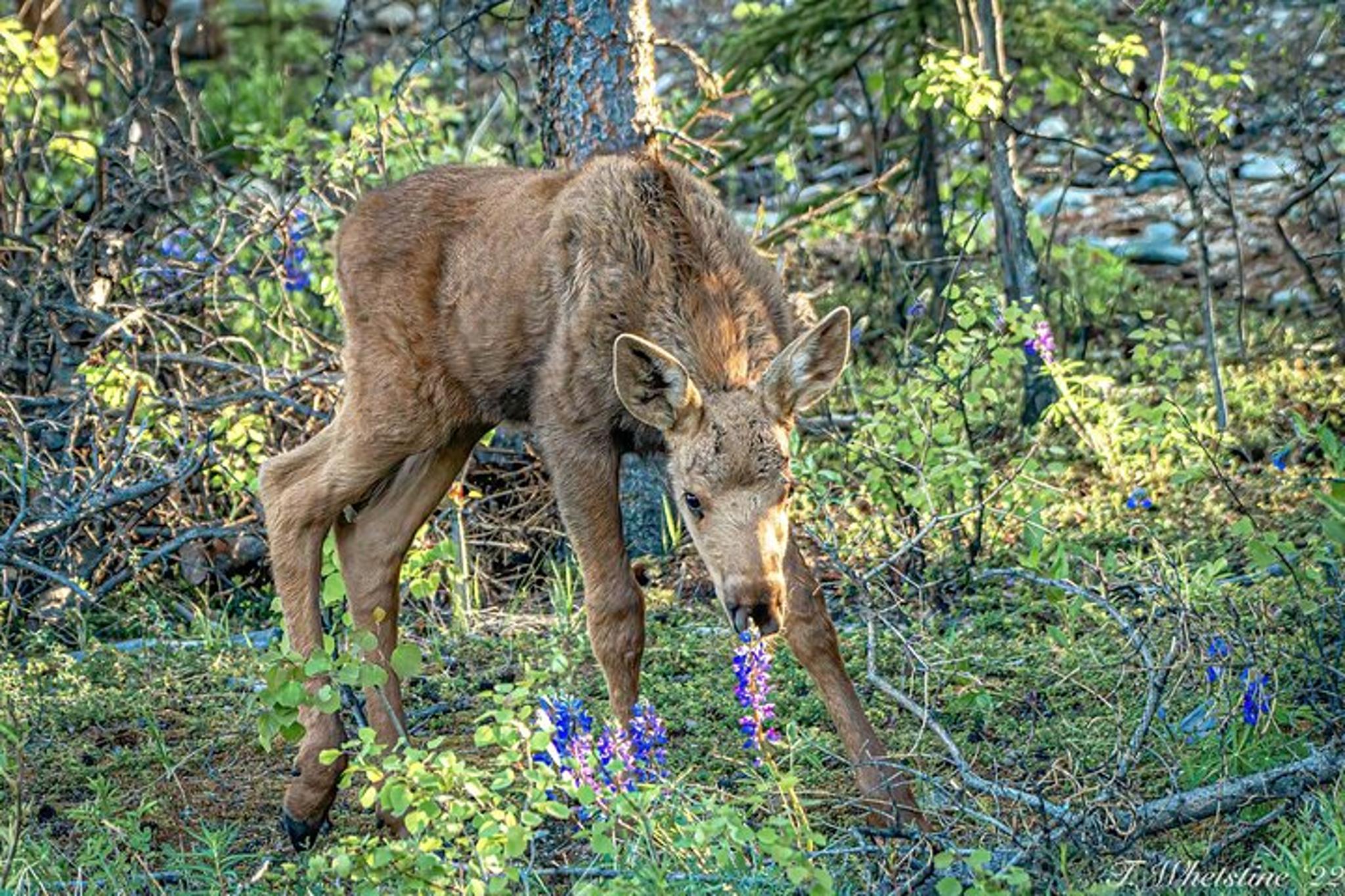 Fairbanks Photography Workshop - Image 6