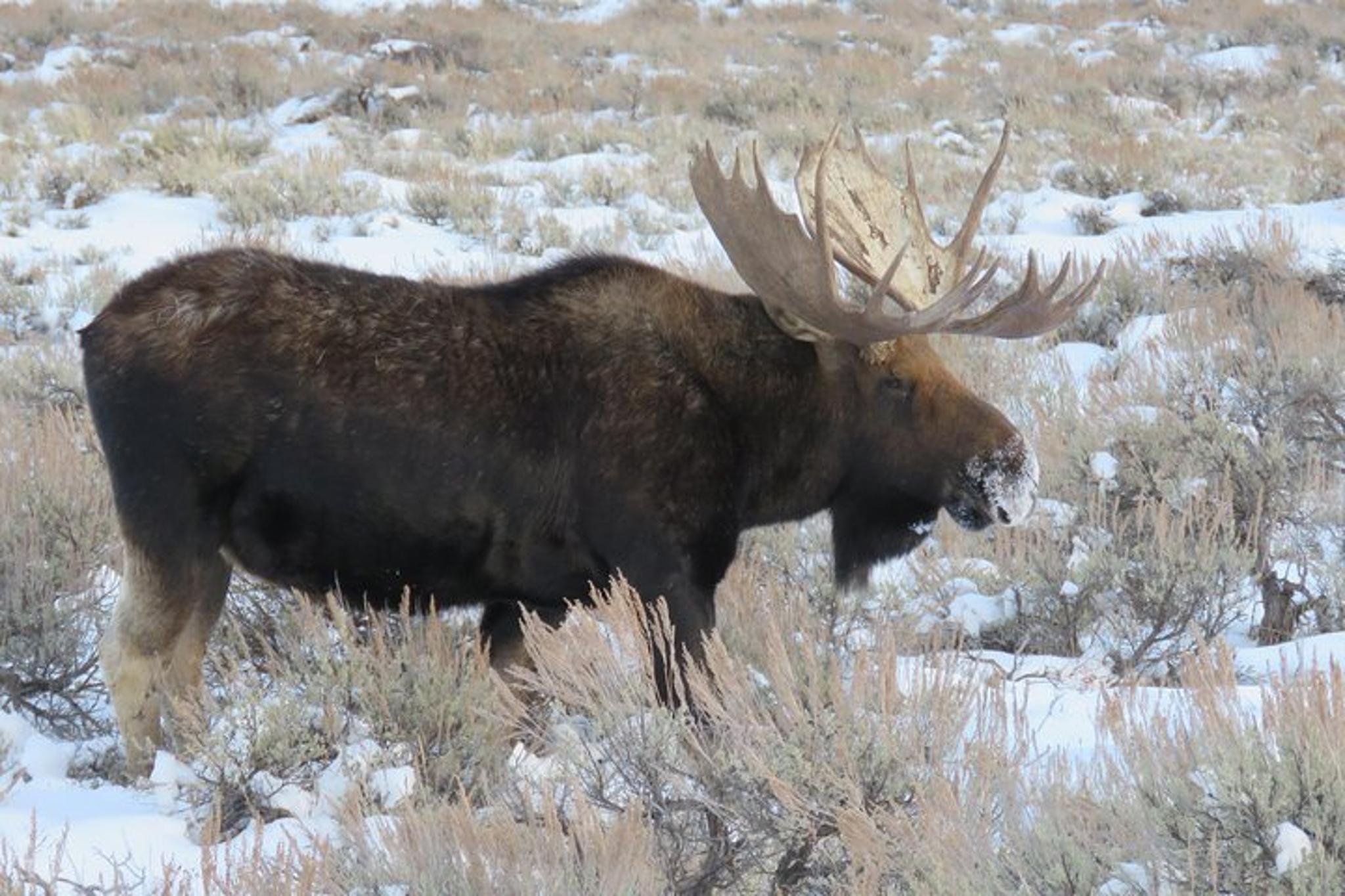 Jackson Hole Wildlife Tour in Grand Teton Park - 4 hr - Image 3