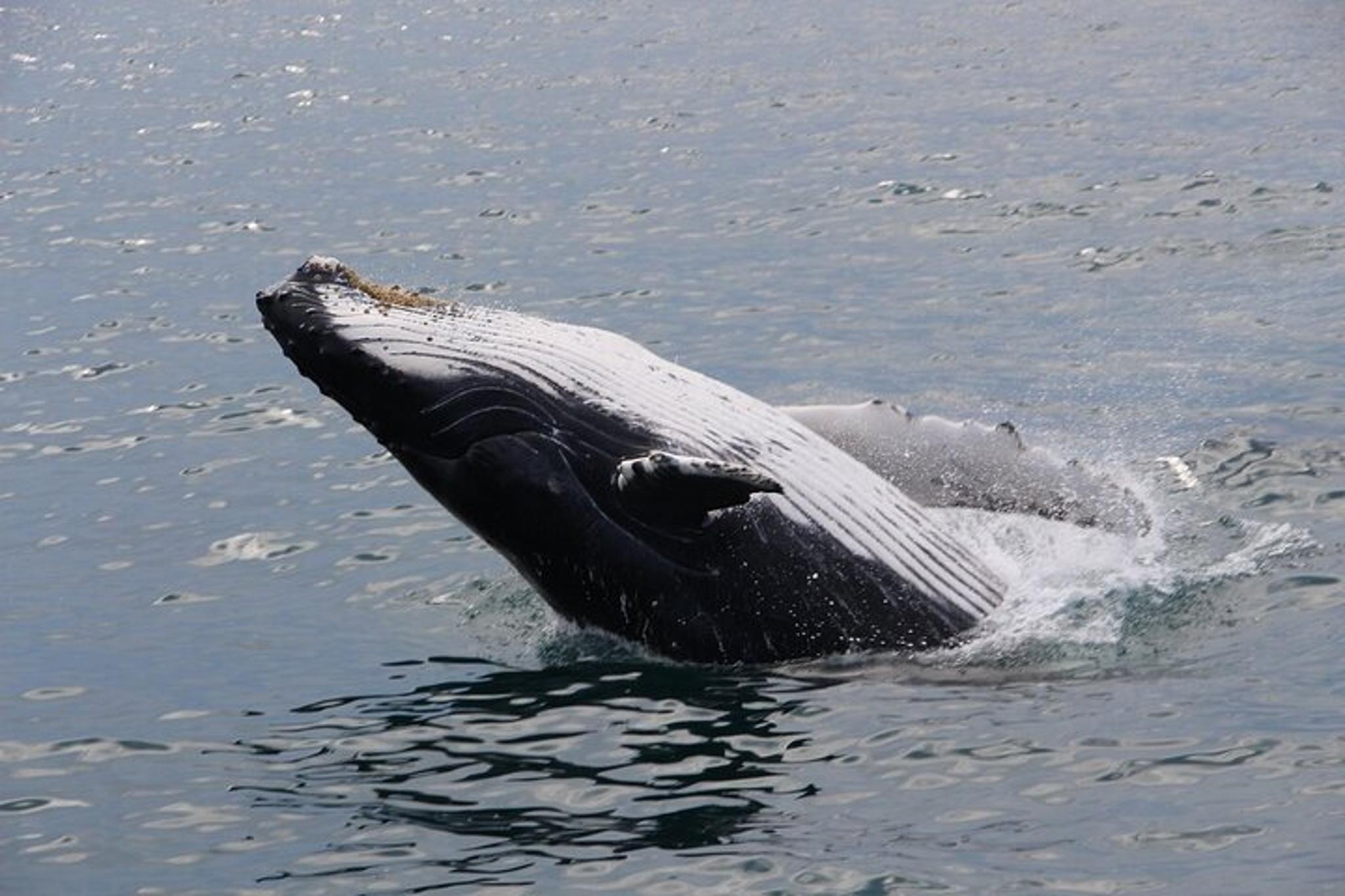 Gloucester Whale Watching Tour - Image 5