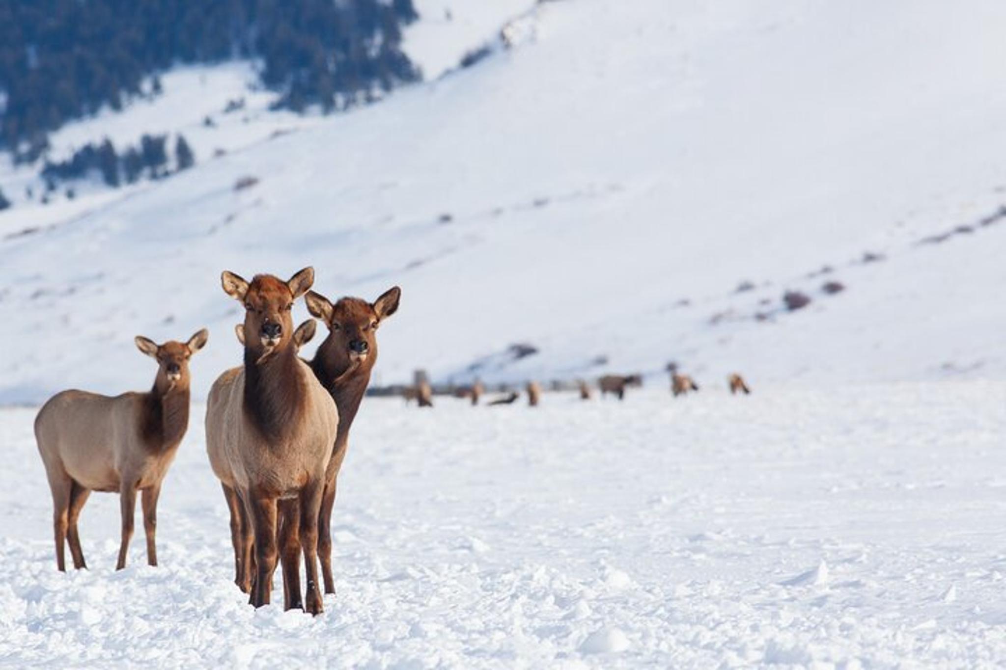 Jackson Hole Winter Wildlife Tour - Image 6