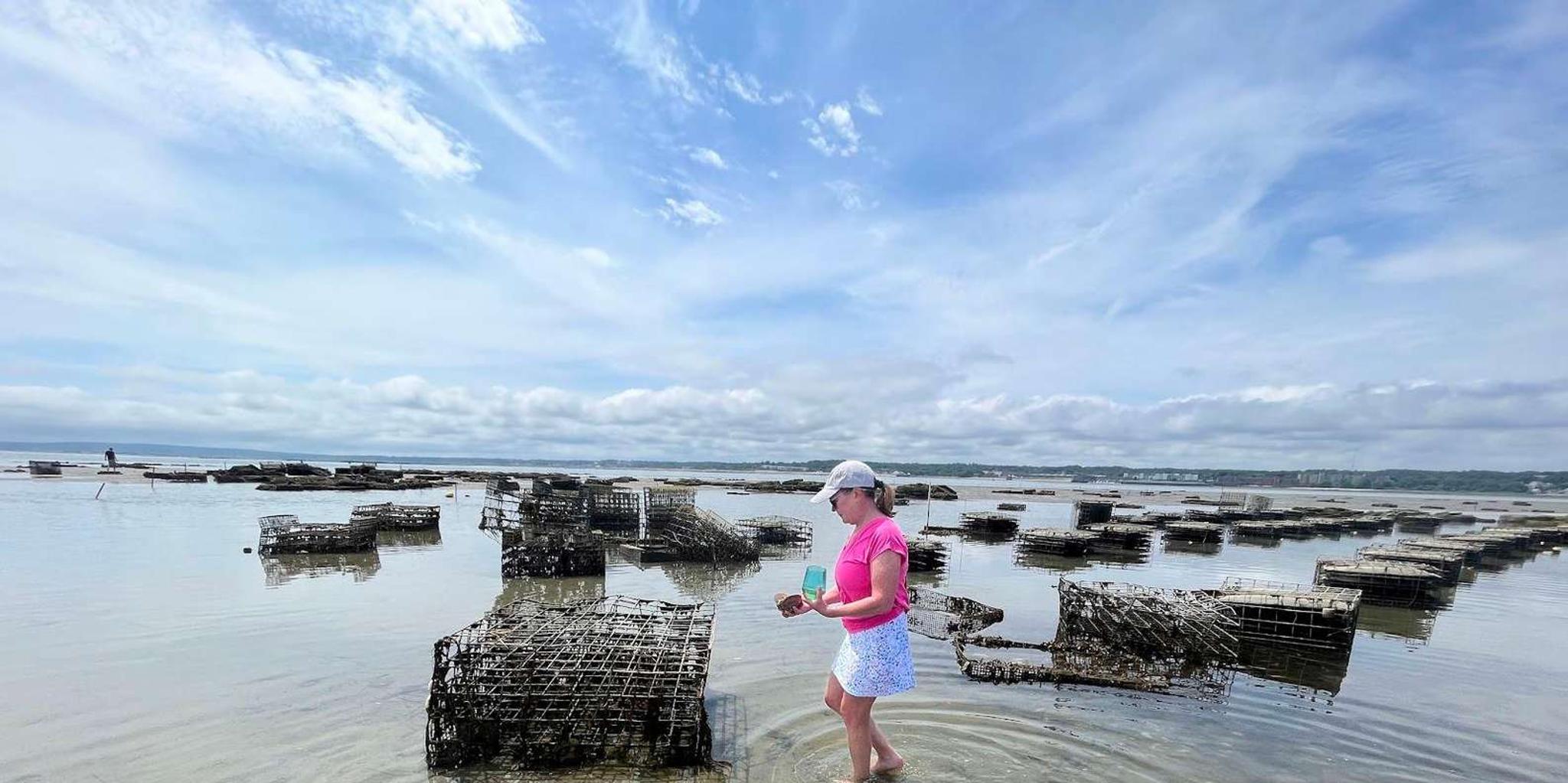 Plymouth Oyster Farm Boat Tour with Tasting