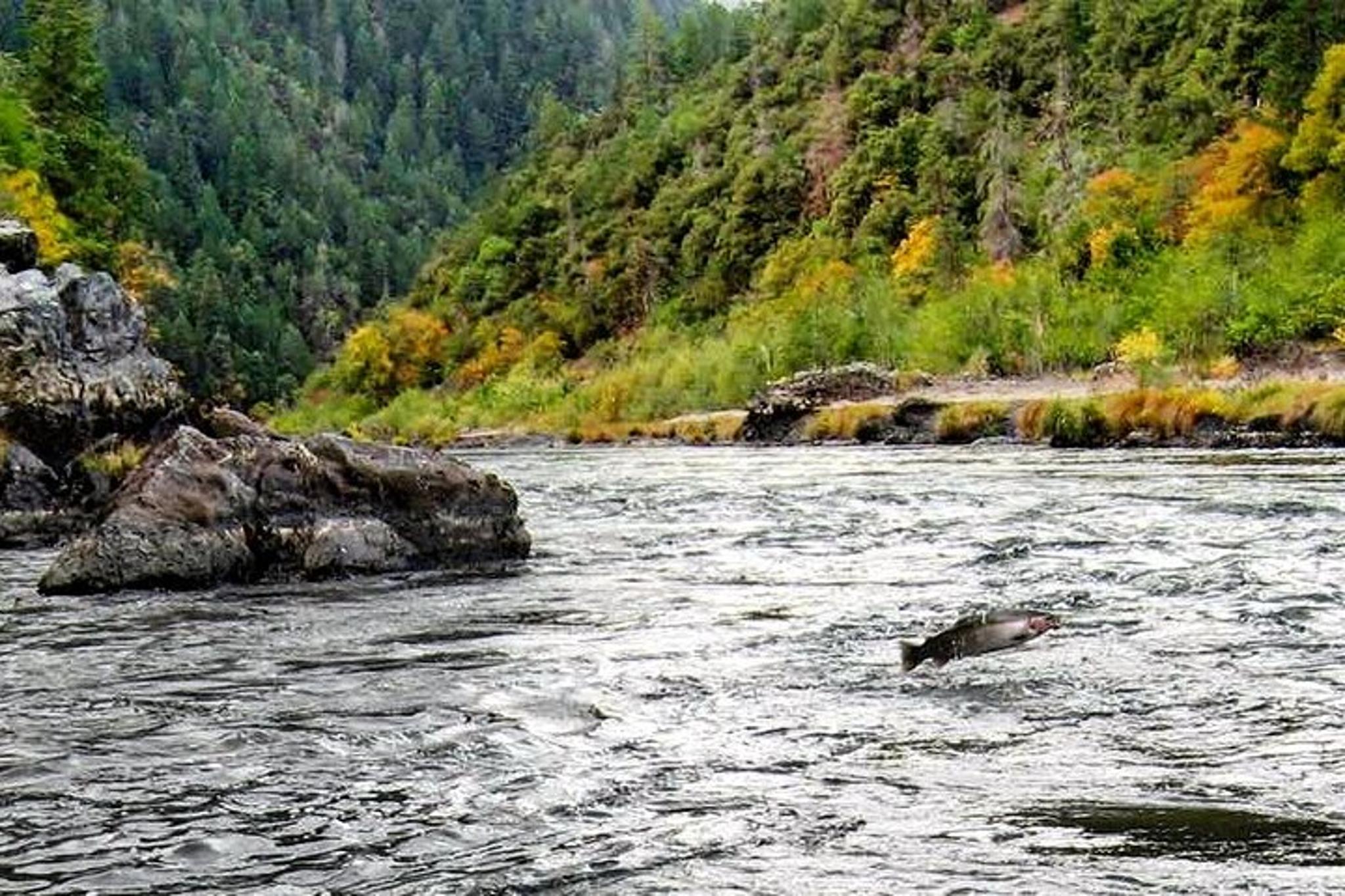 Rogue River Fishing and Rafting Experience - Image 3