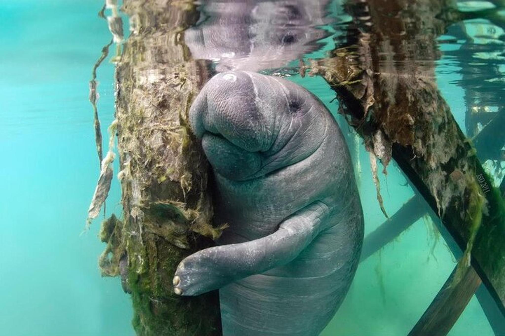Crystal River Manatee Swim Tour with In-Water Guide 3 hr