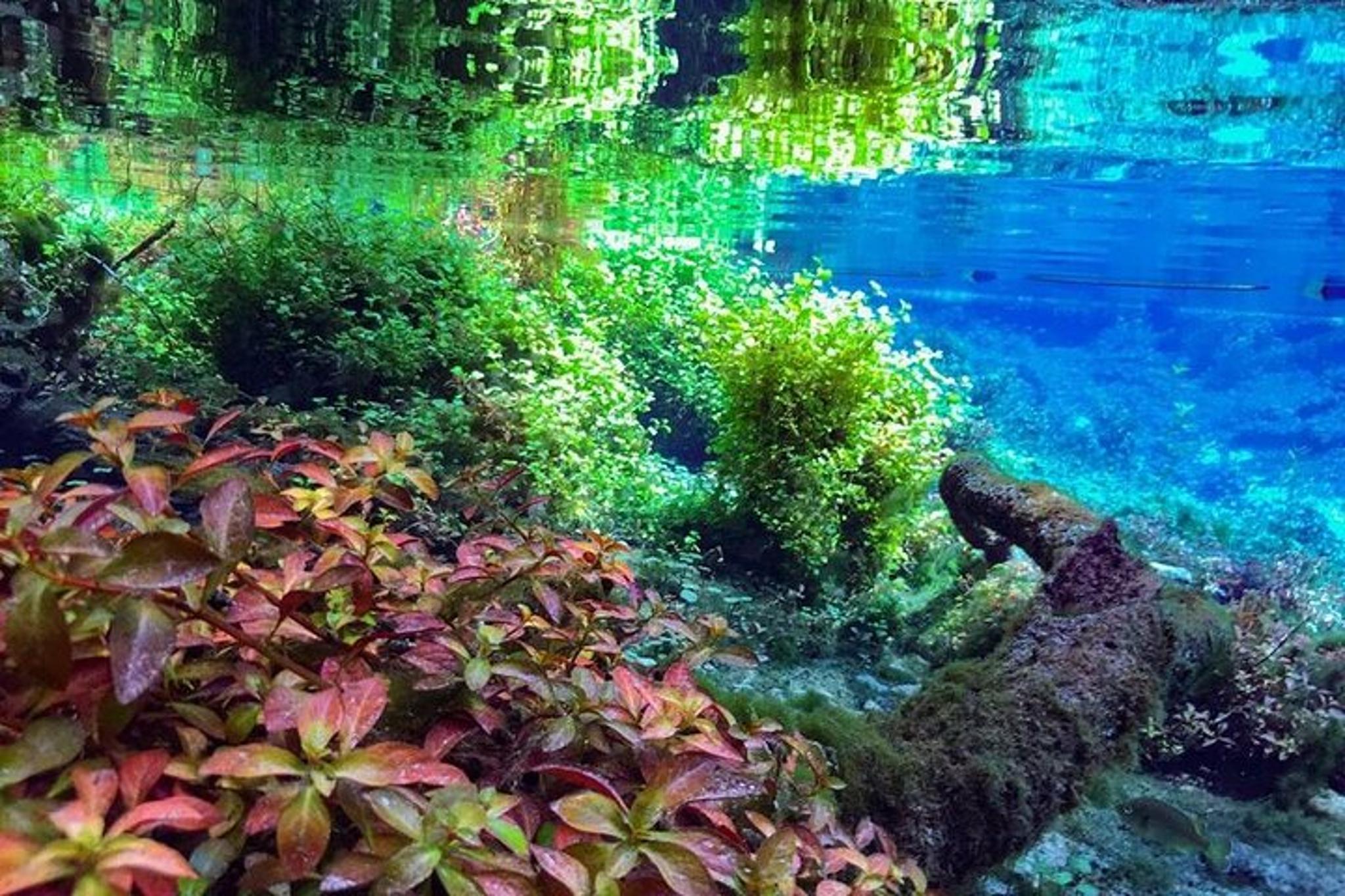 Florida Springs Snorkeling Expedition - Image 3