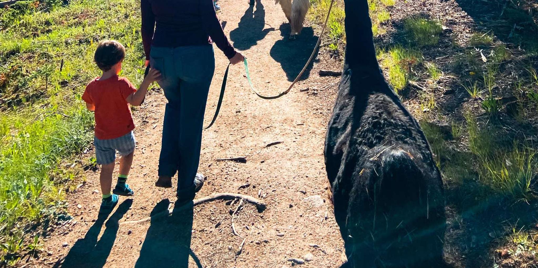 Denver Llama Hike in the Rocky Mountains