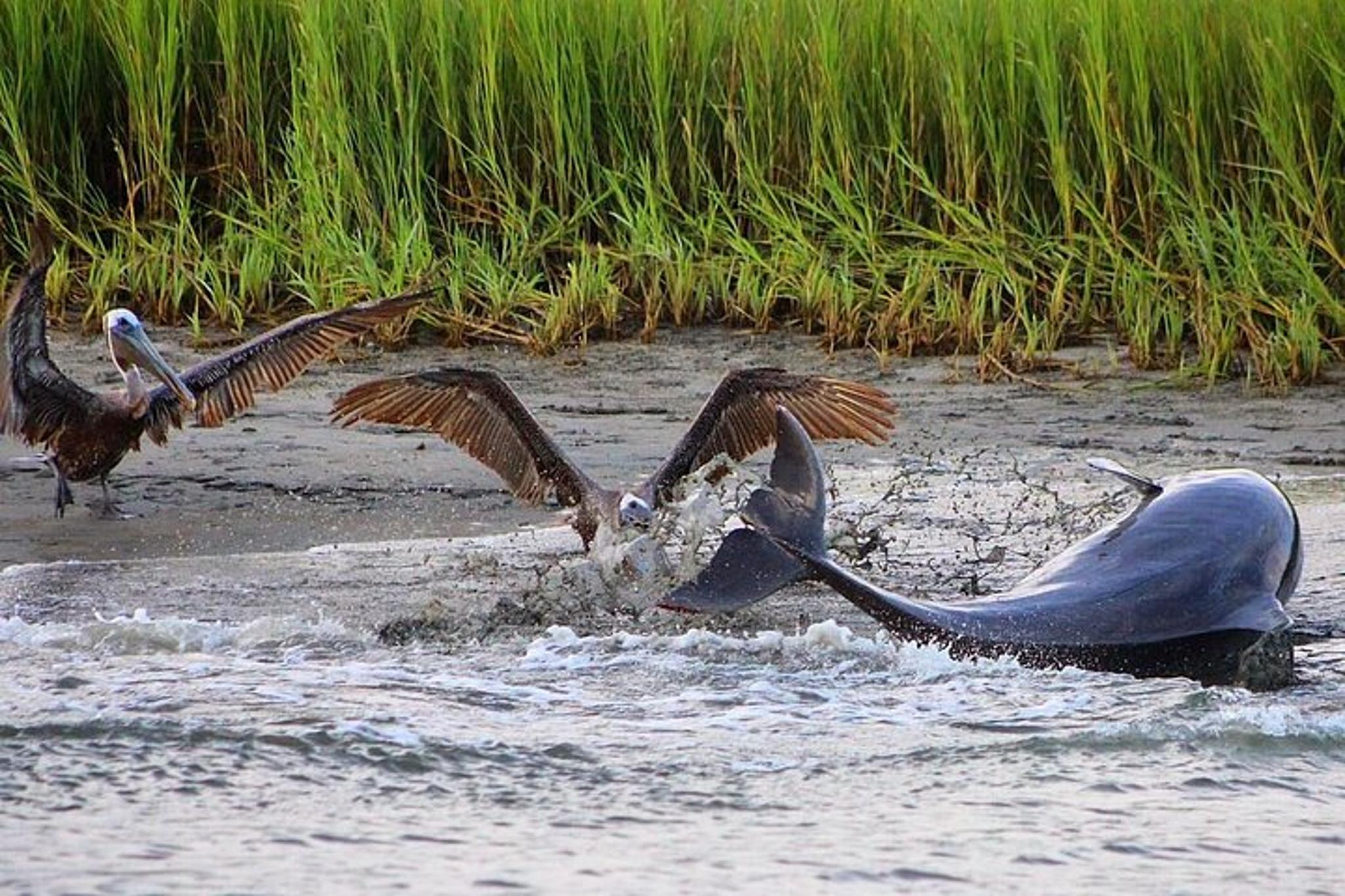 Folly Beach Dolphin Viewing Boat Tour - Image 4
