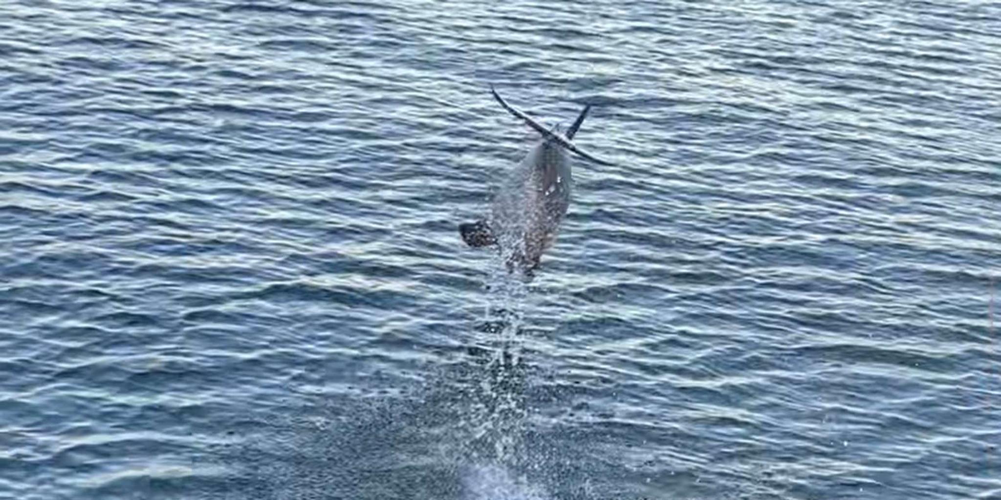 Pensacola Beach Dolphin Sightseeing Tour - Image 3