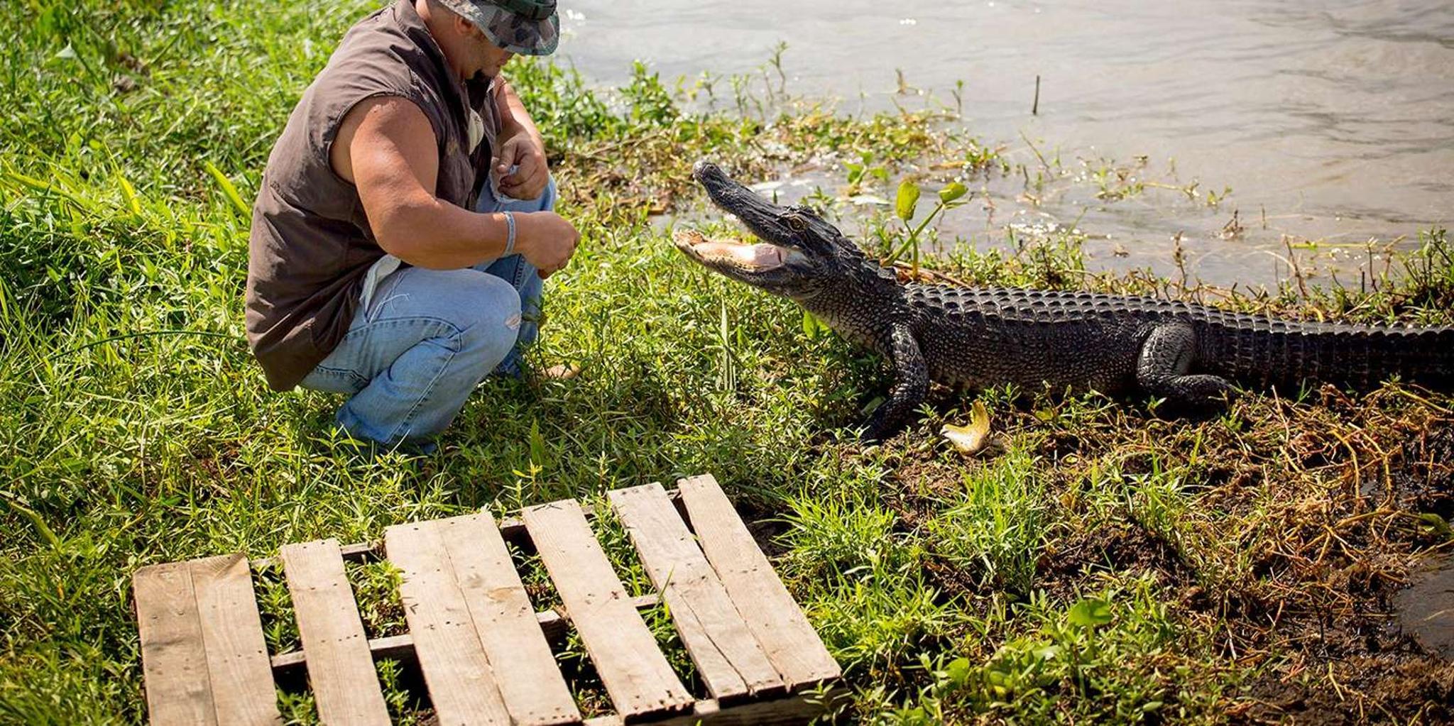 New Orleans Swamp and Bayou Alligator Tour - Image 3