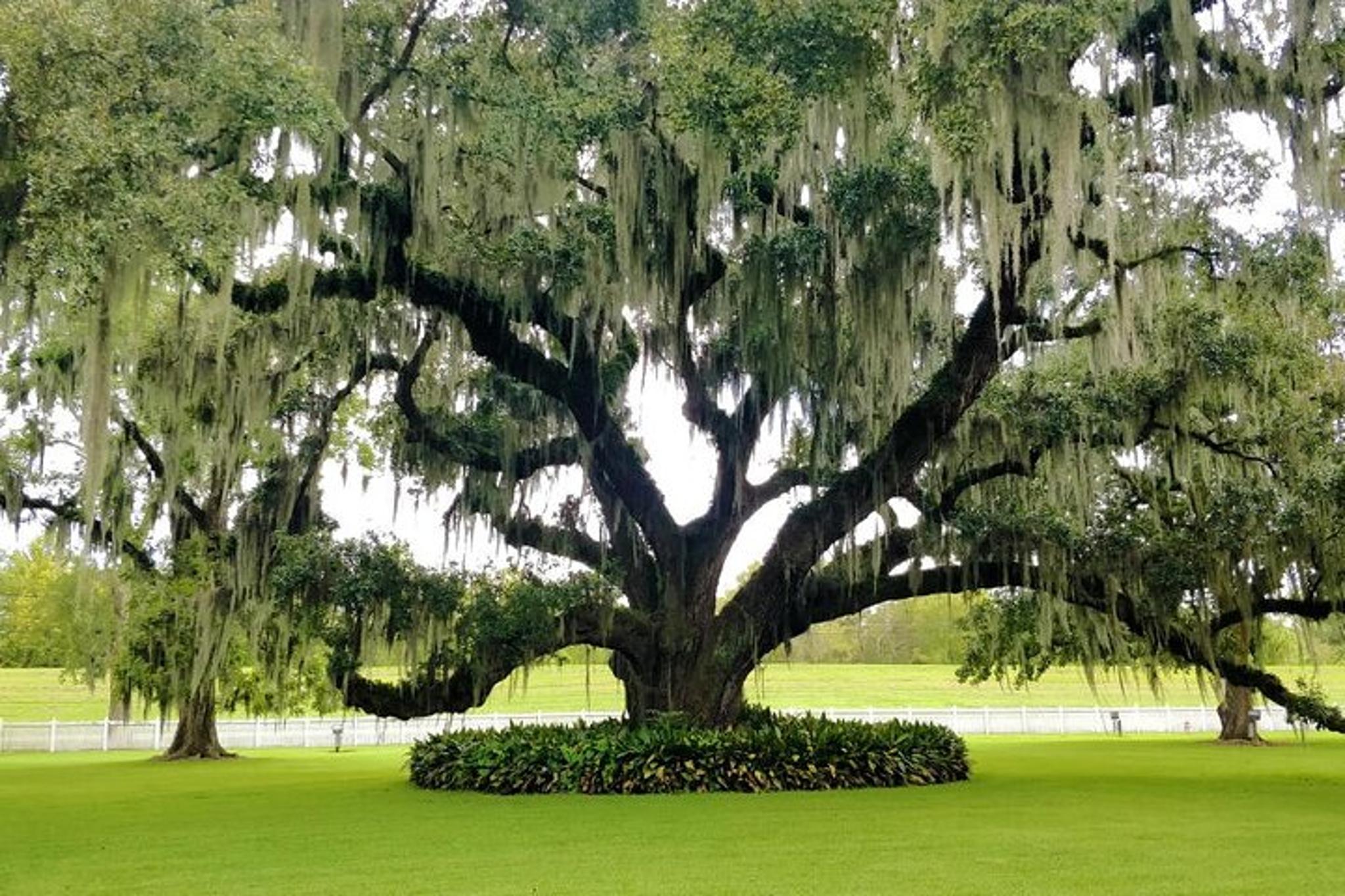 New Orleans Destrehan Plantation Tour with Transportation - Image 5
