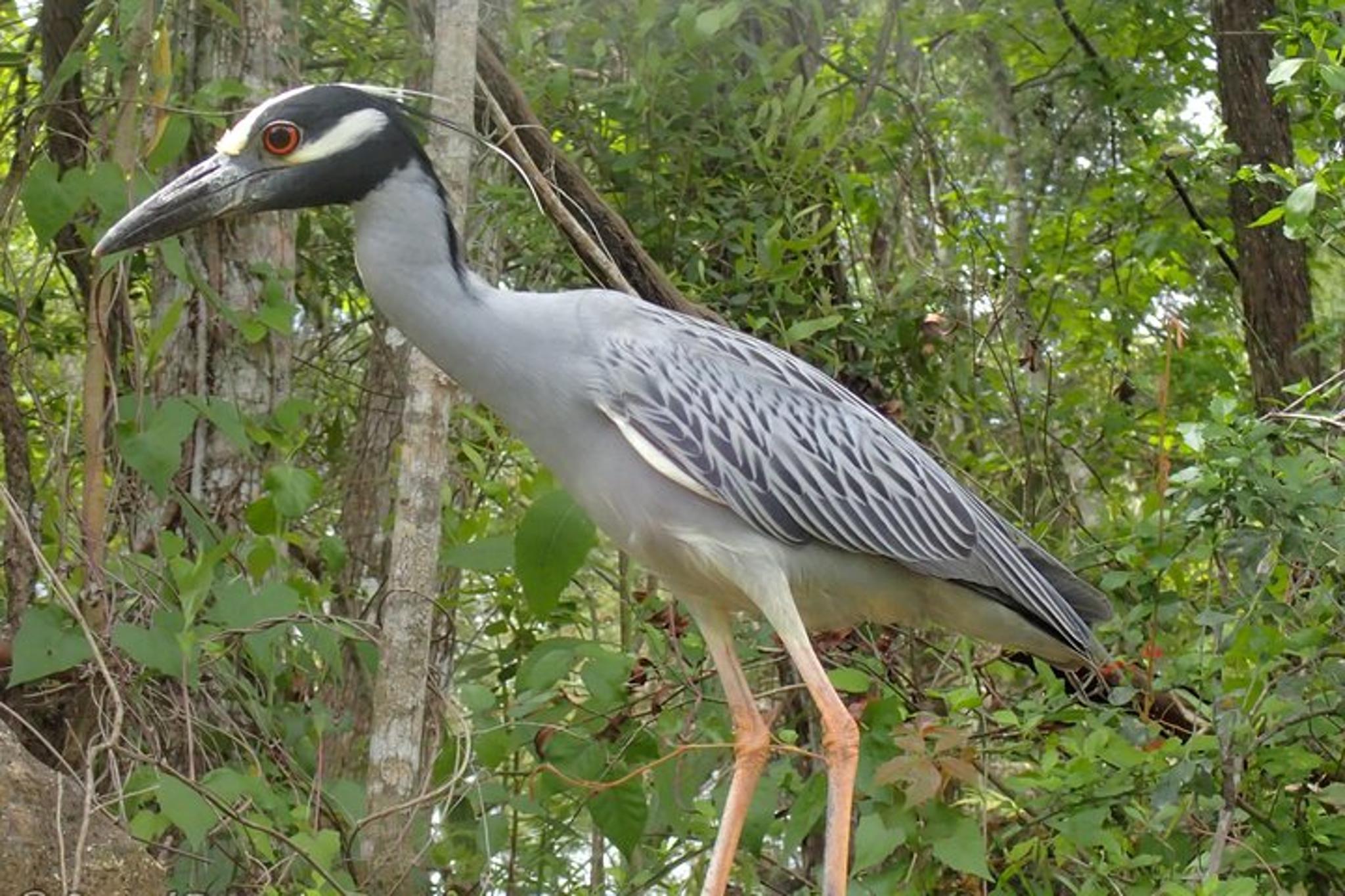 Crystal River Manatee Swim Eco Tour - Image 3