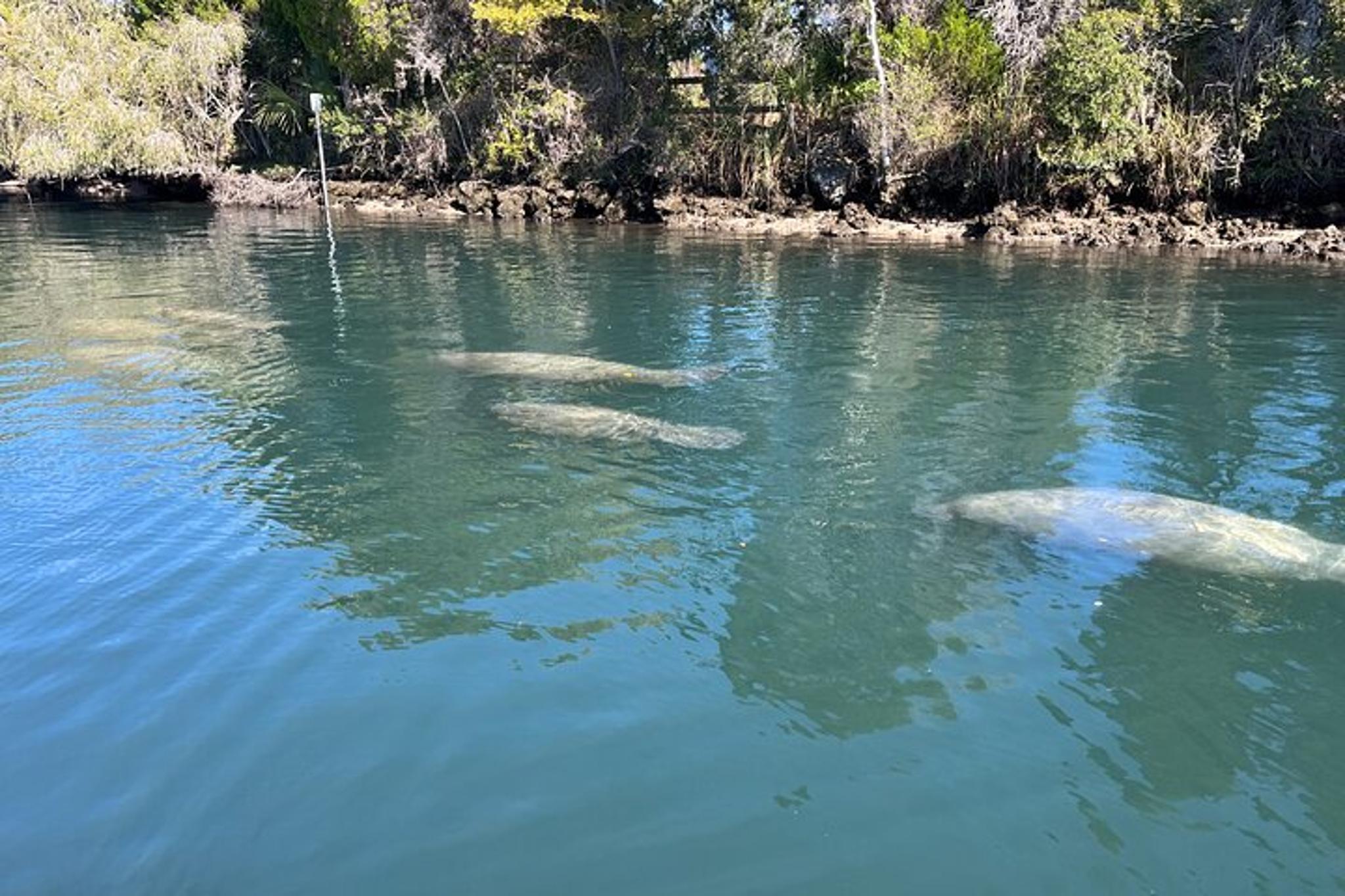 Crystal River Eco Tour in Kings Bay - Image 5